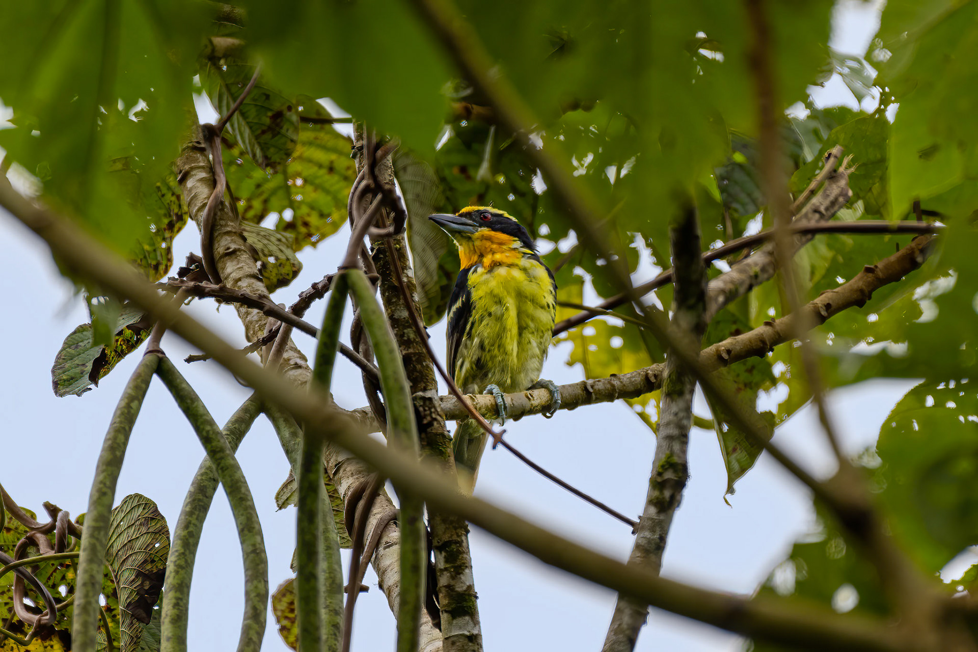 Gilded Barbet