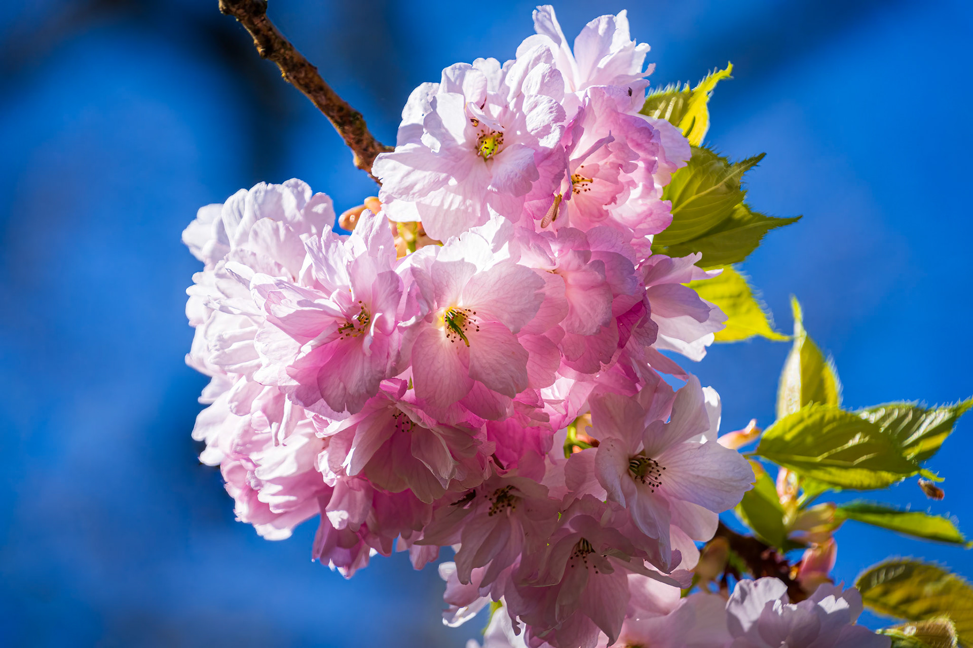 Cherry Blosooms