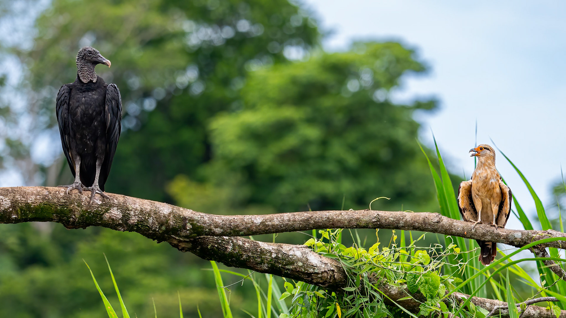 'So as I was saying' (Black Vulture and Yellow-headed Caracara)