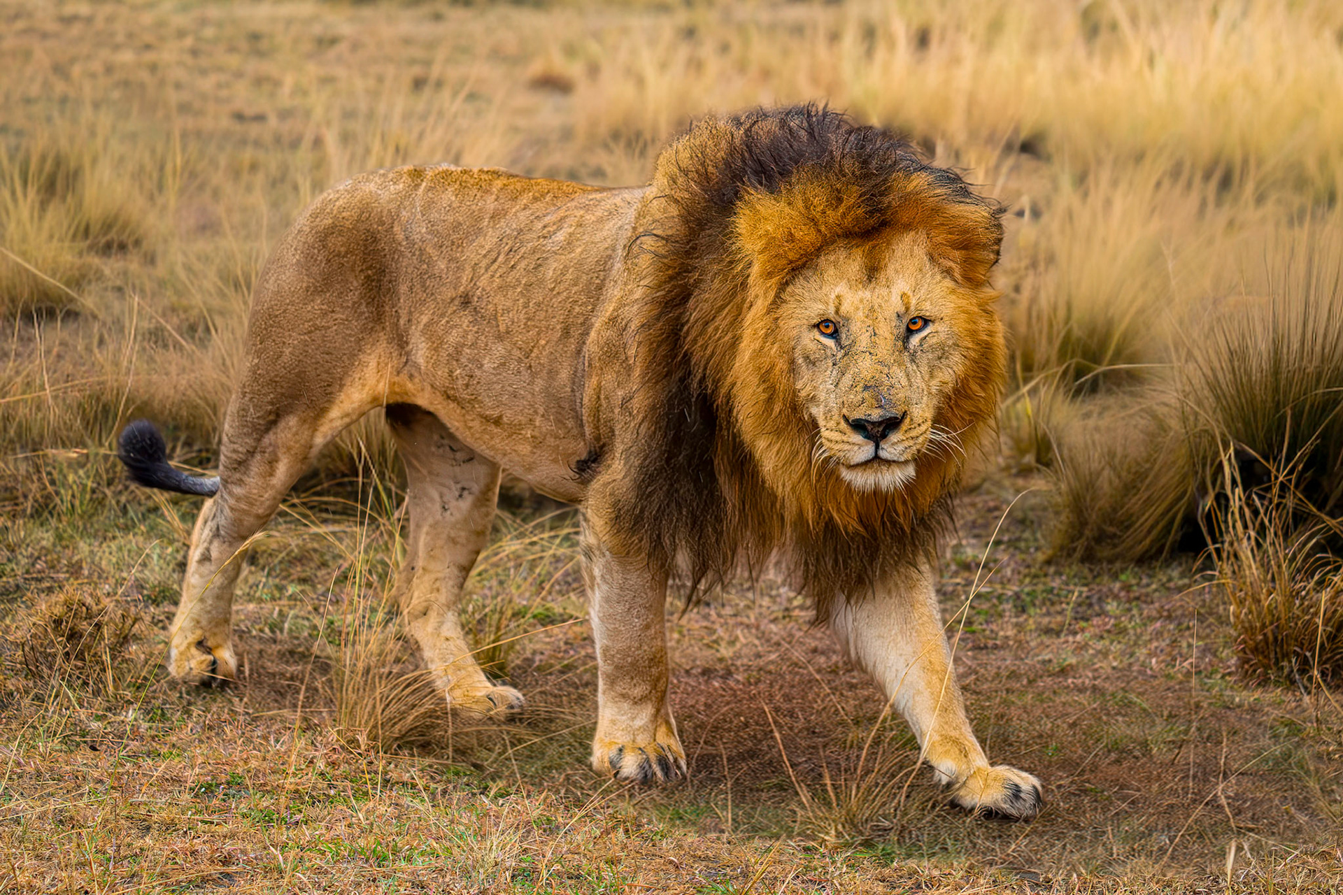 King of Maasai Mara