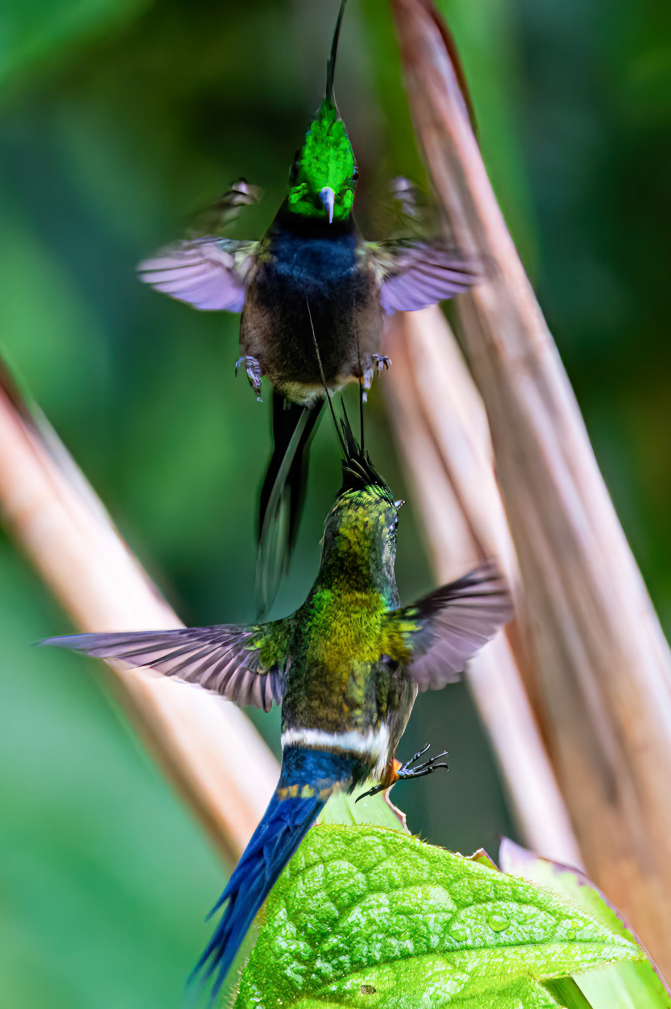 Wire-crested Thorntail