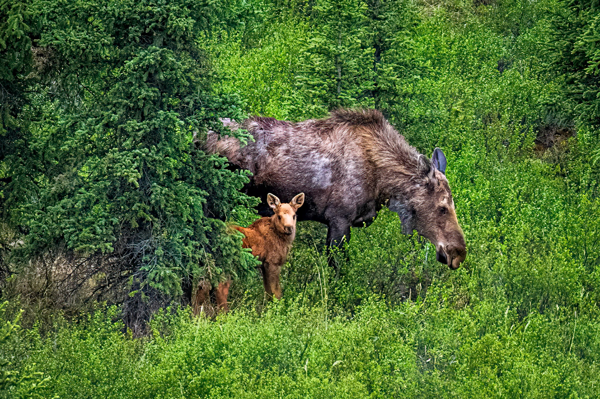 Moose Cow and calf