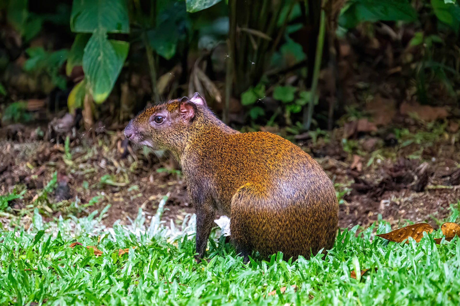 Agouti