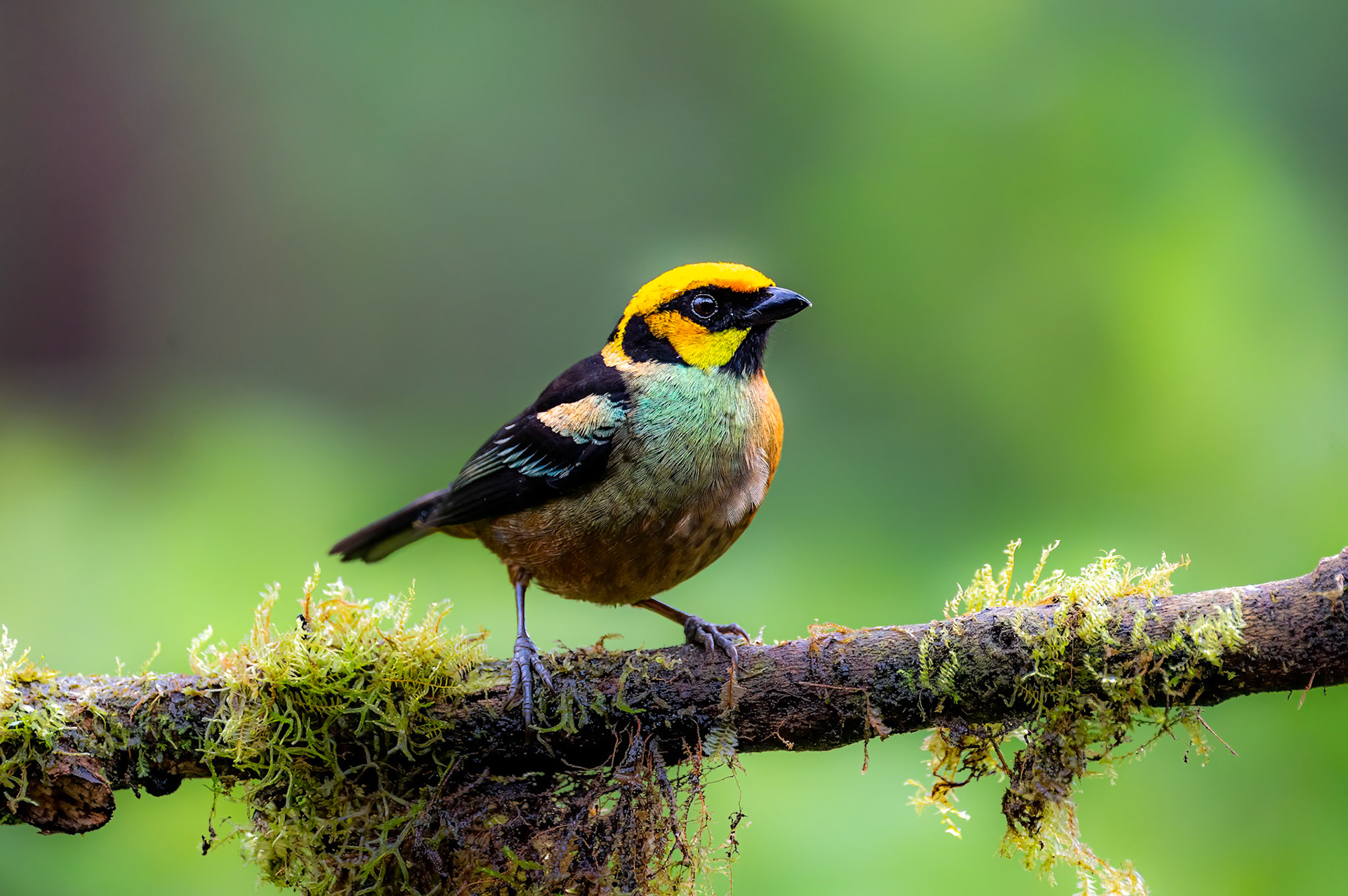 Flame-faced Tanager
