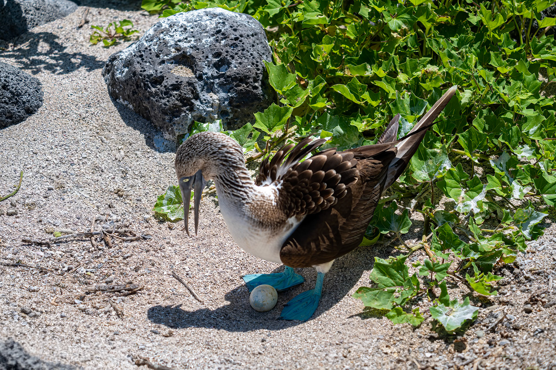 Blue-footed Booby watching over egg along the hiking trail.