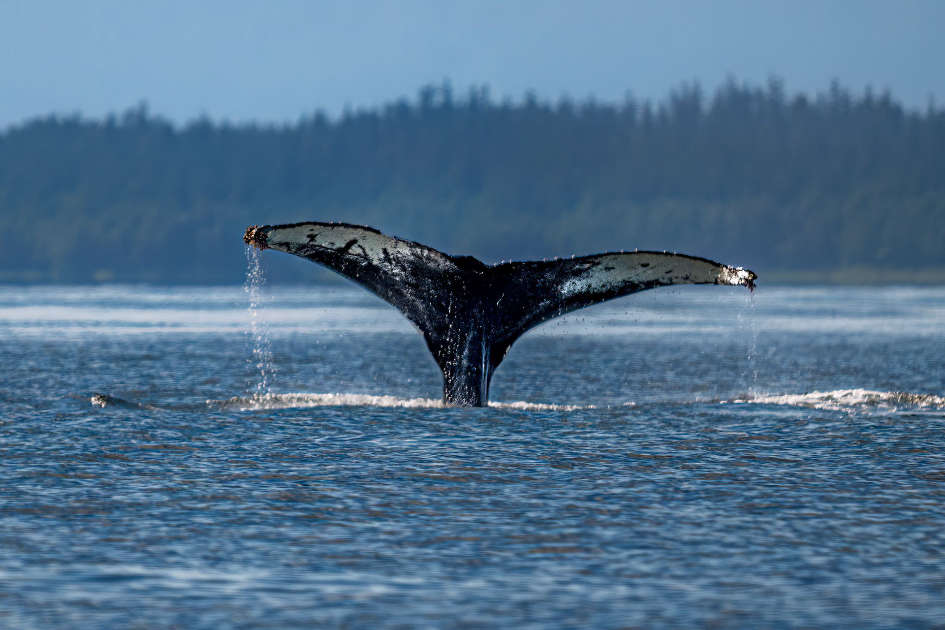 Humpback Whale Fluke (Sasha)