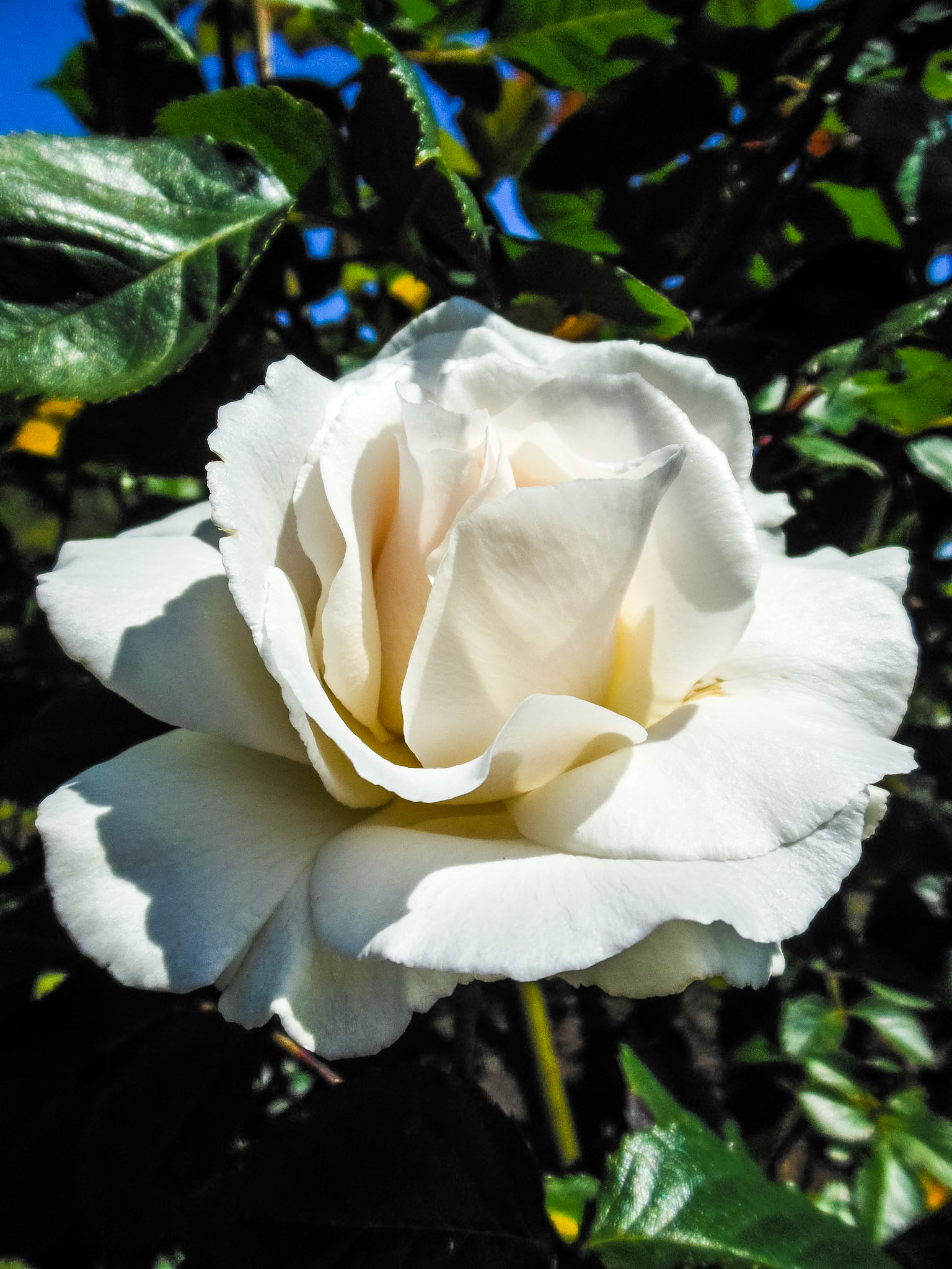 White rose beauty