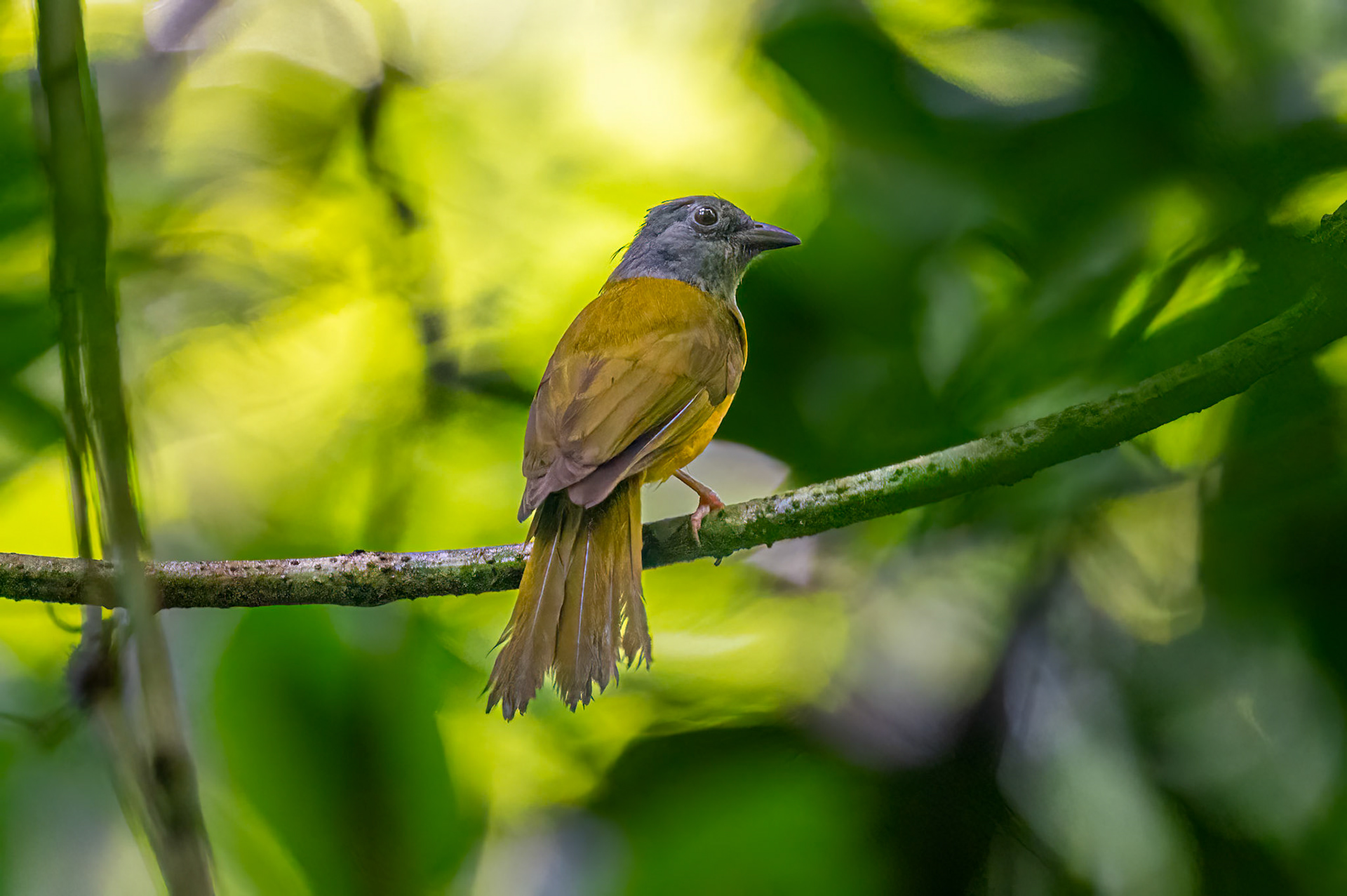 Gray-headed Tanager