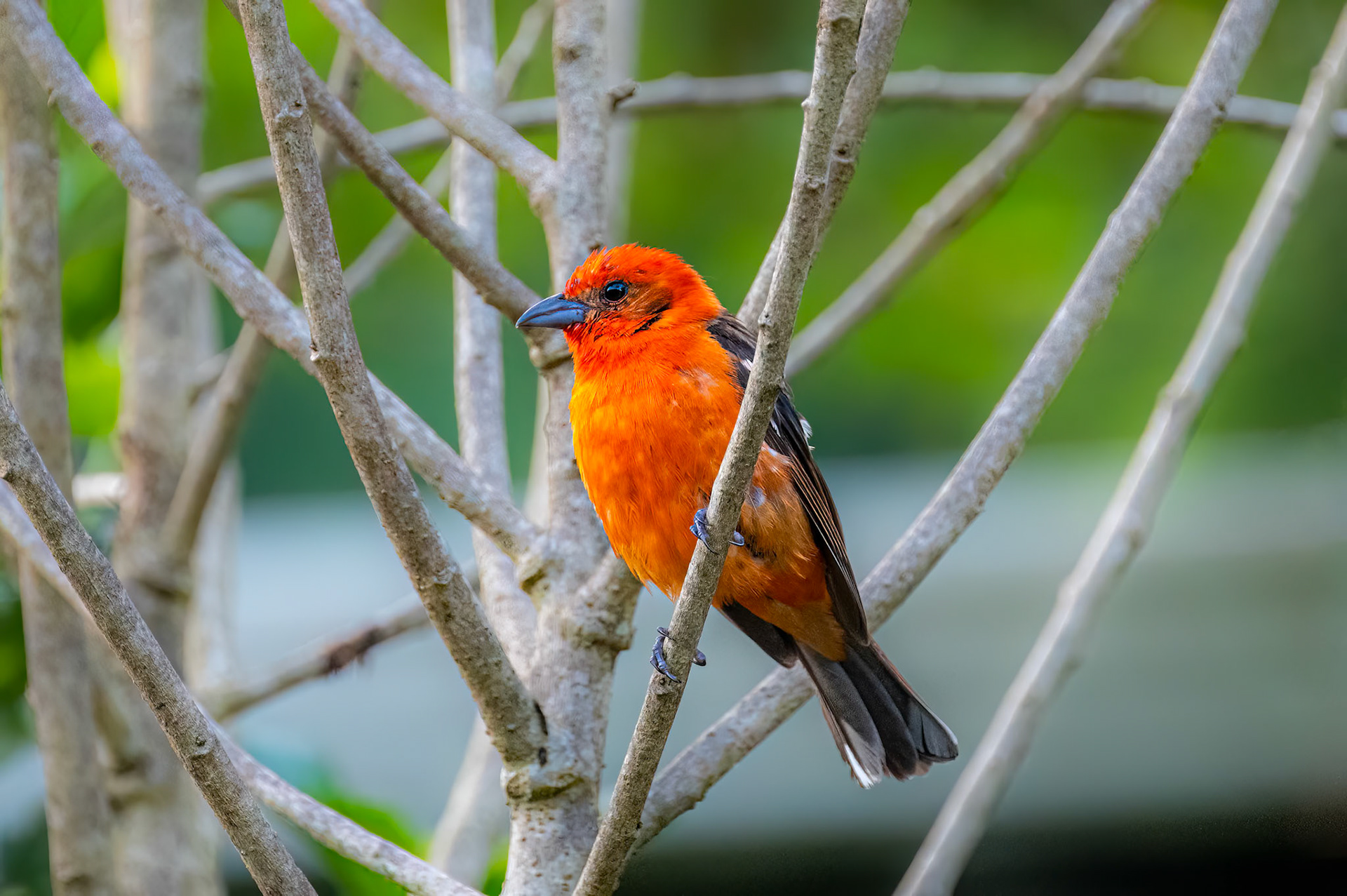 Flame-colored Tanager