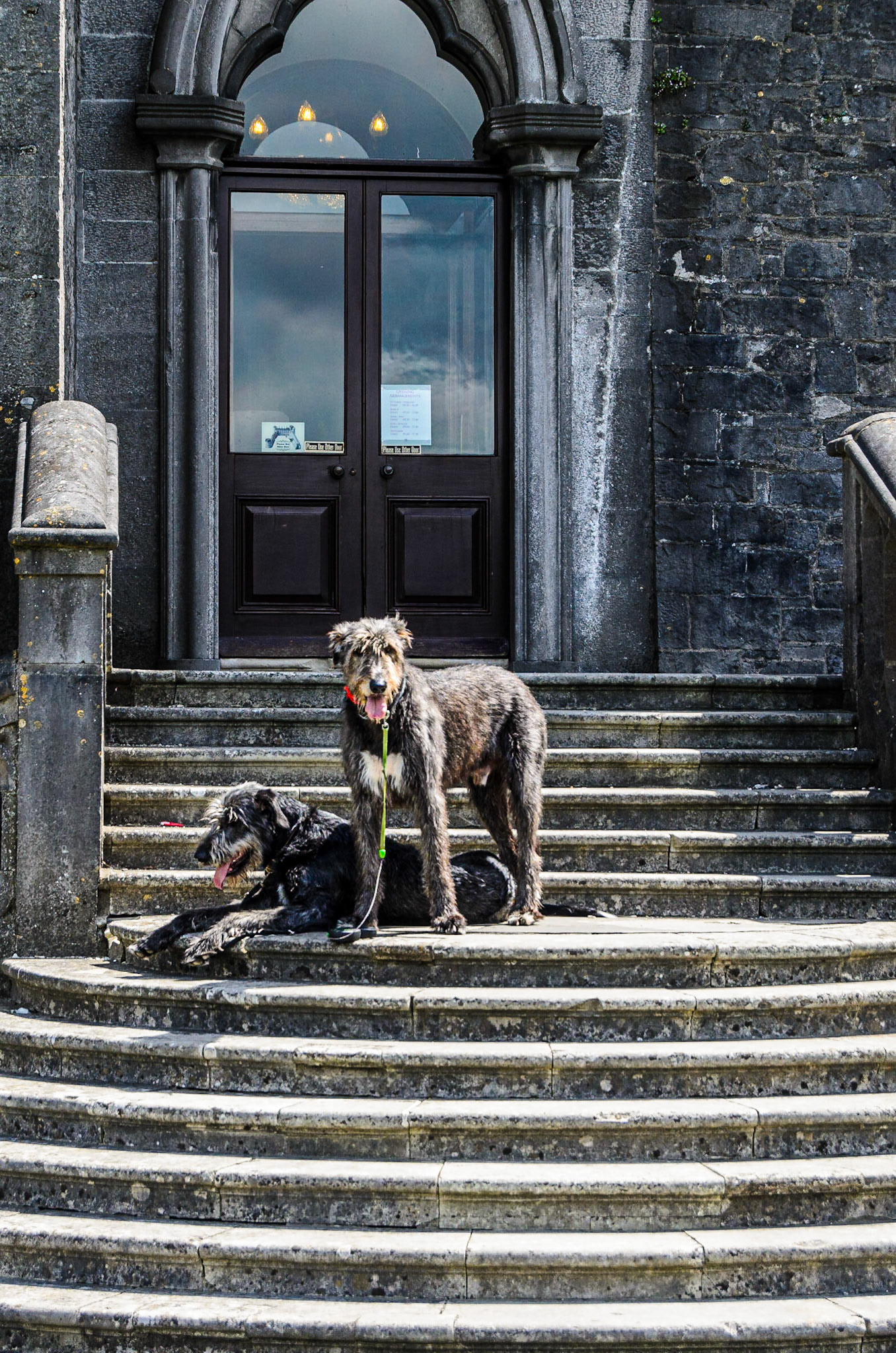 Irish Wolf hounds, Kilkenny Castle