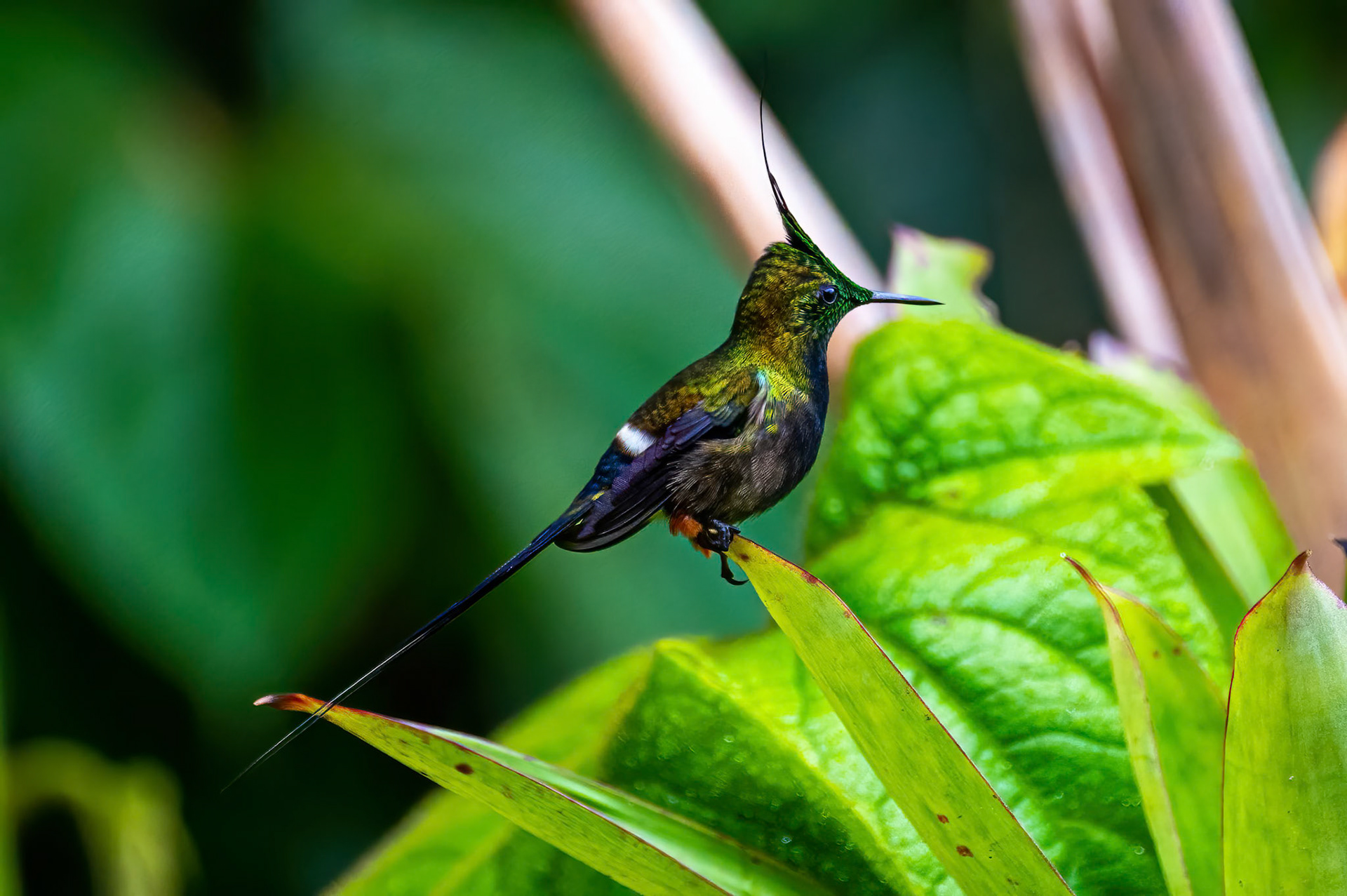 Wire-crested Thorntail
