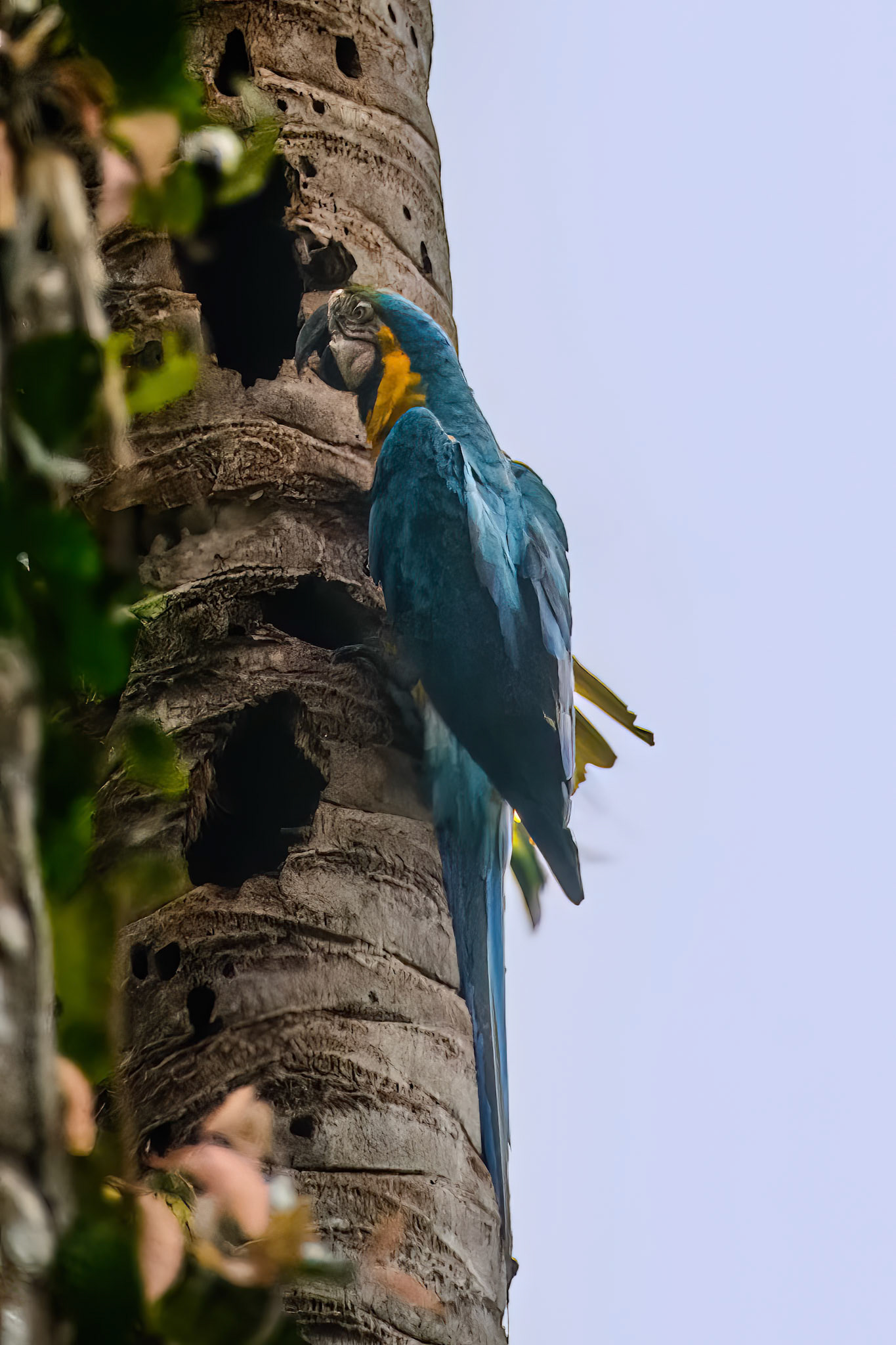 Blue-and-Yellow Macaw