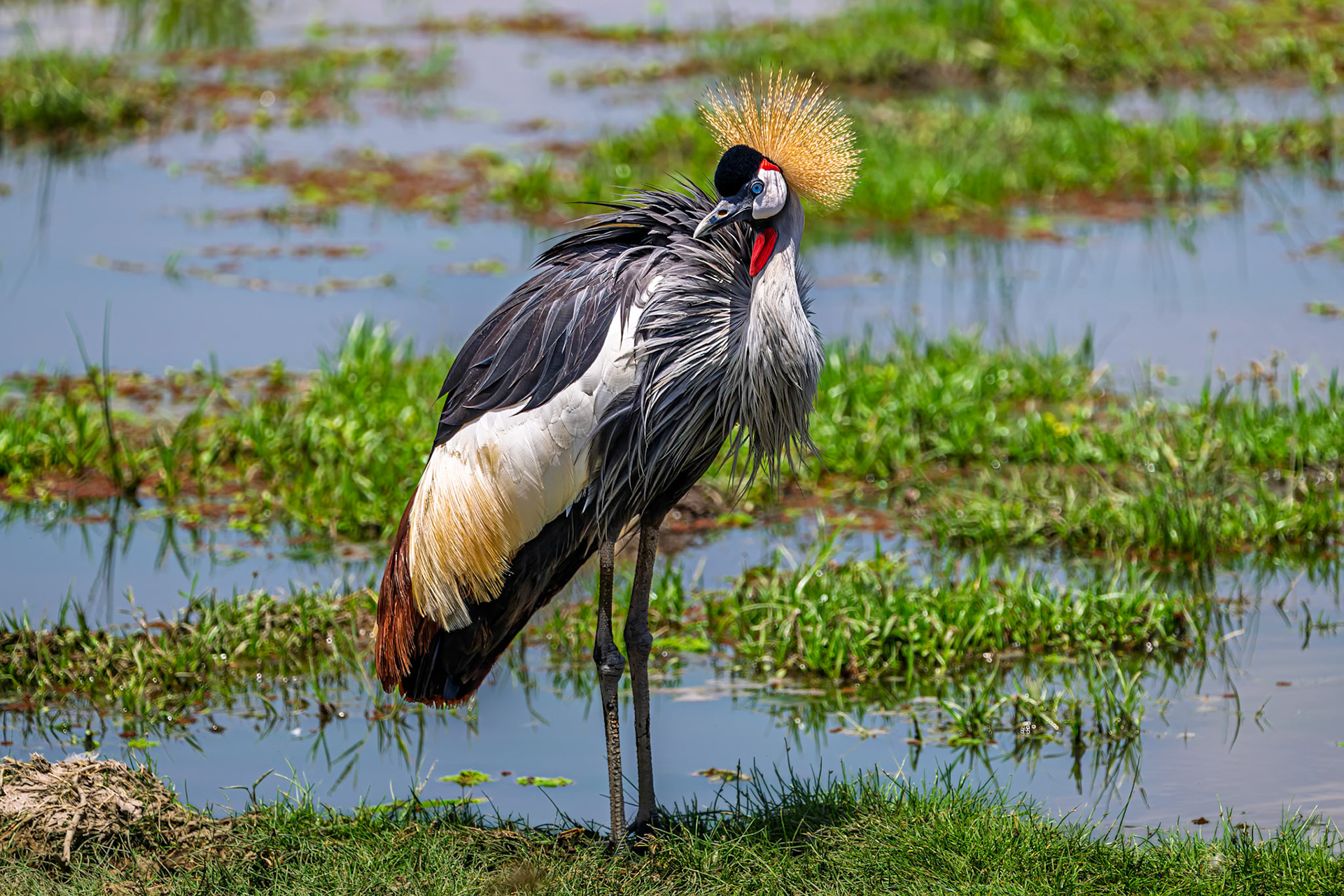 Gray Crowned-Crane