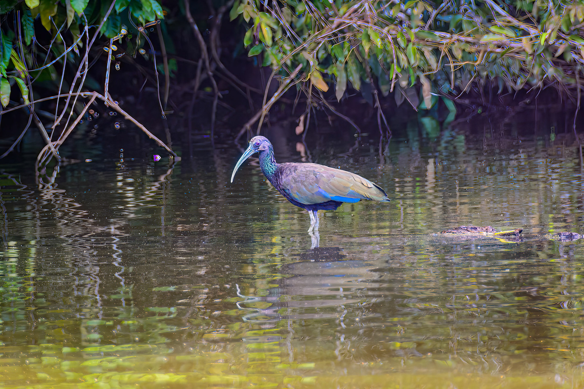Green Ibis