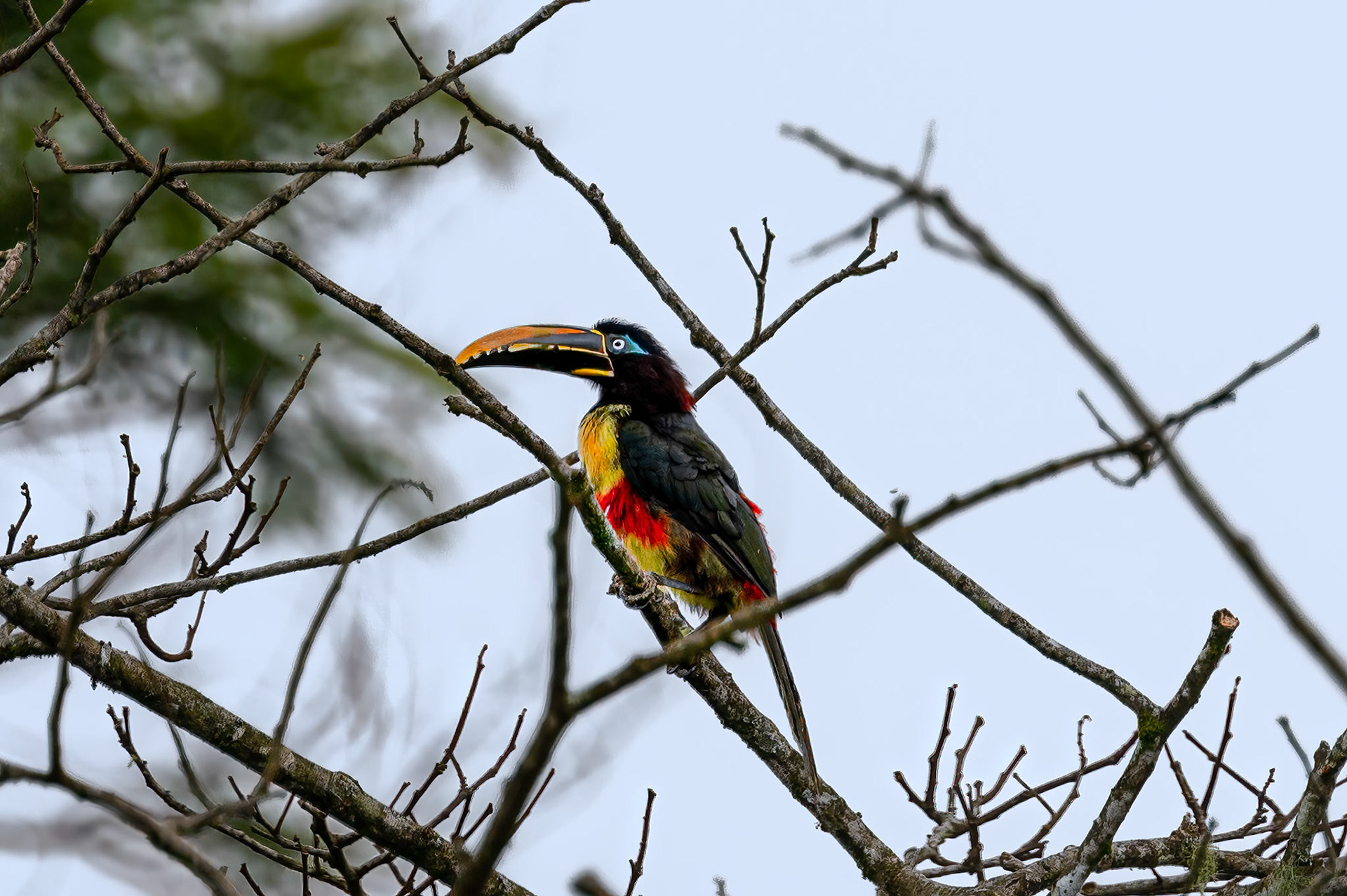 Chestnut-eared Aracari