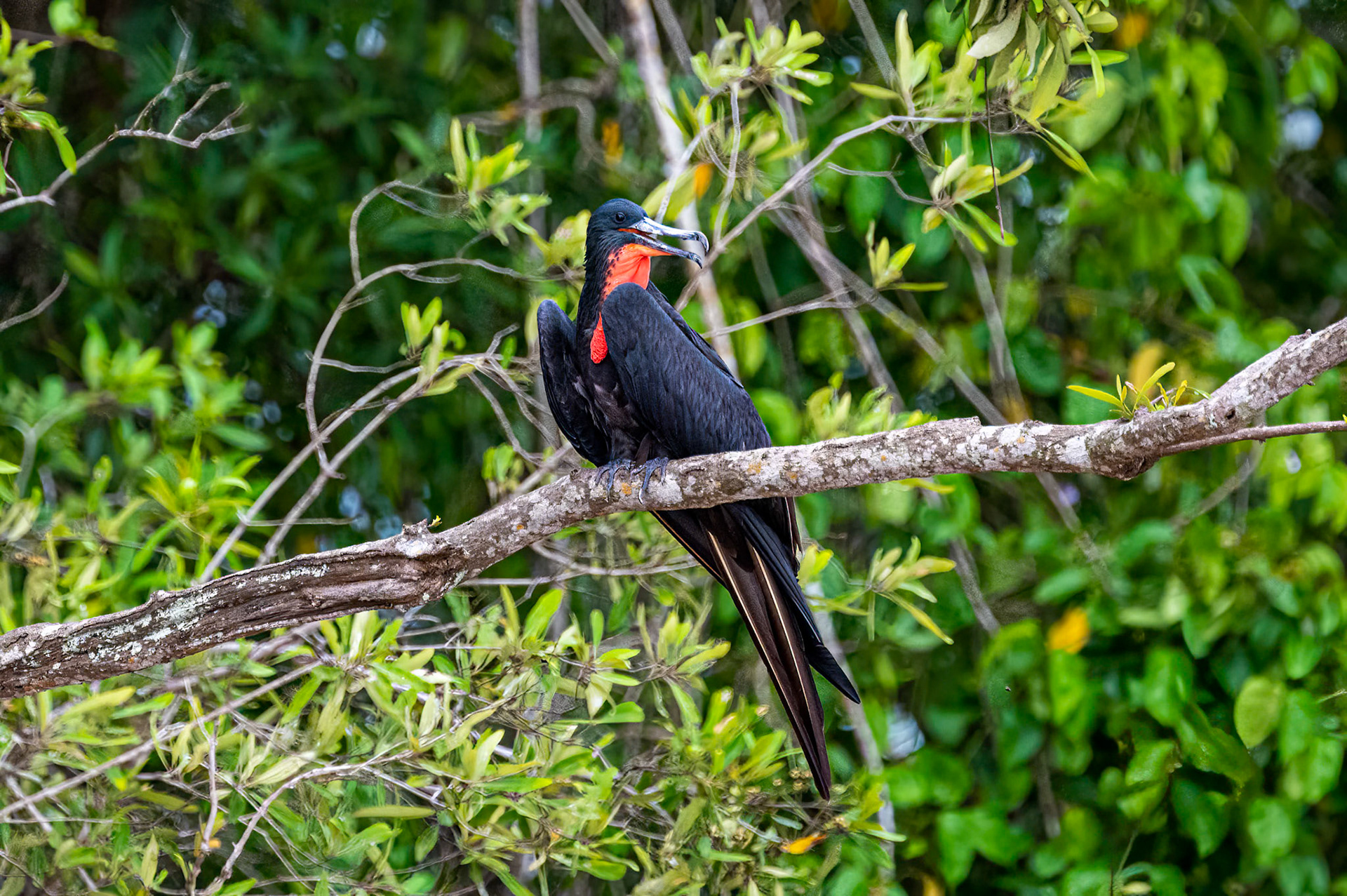 Magnificent Frigatebird