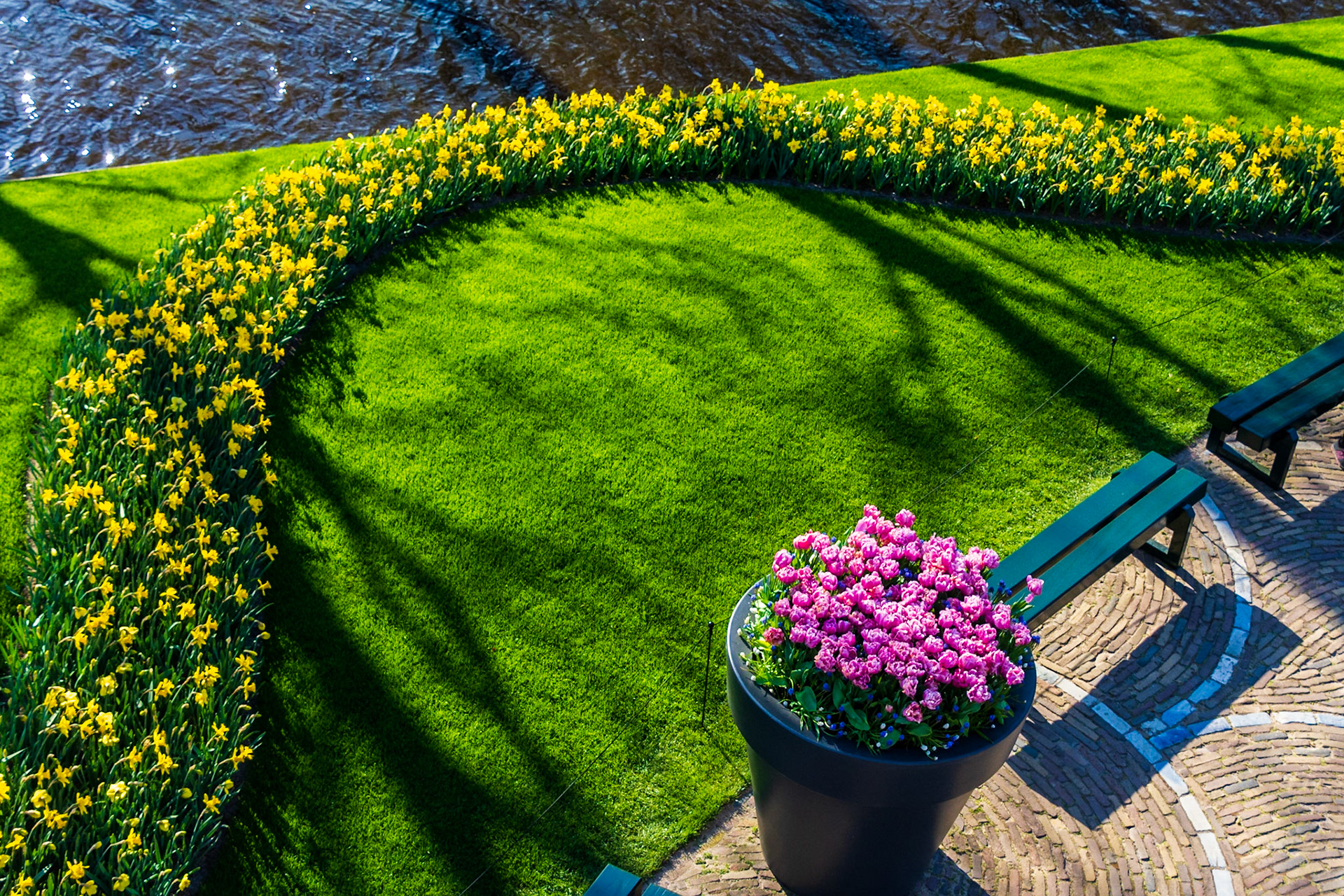Tulips and daffodils