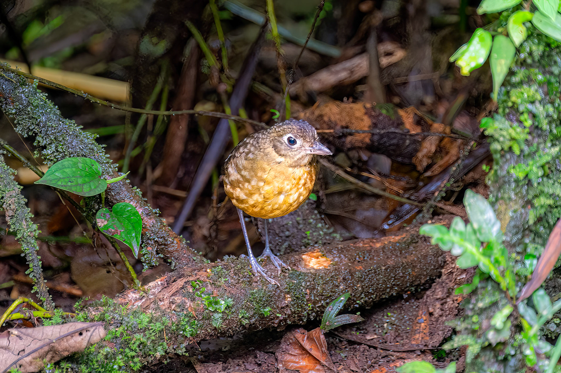 Plain-backed Antpitta