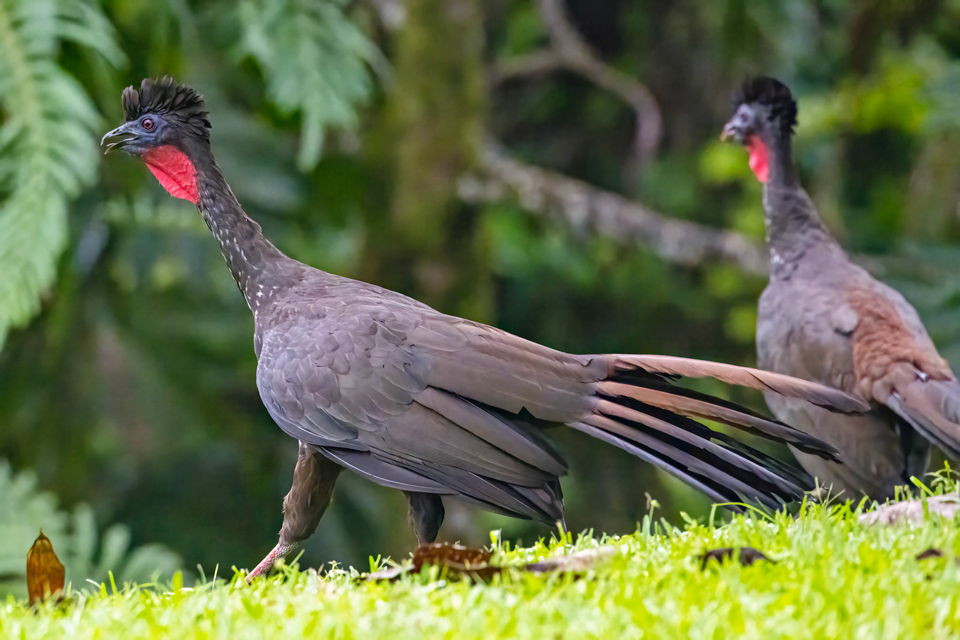 Crested Guan