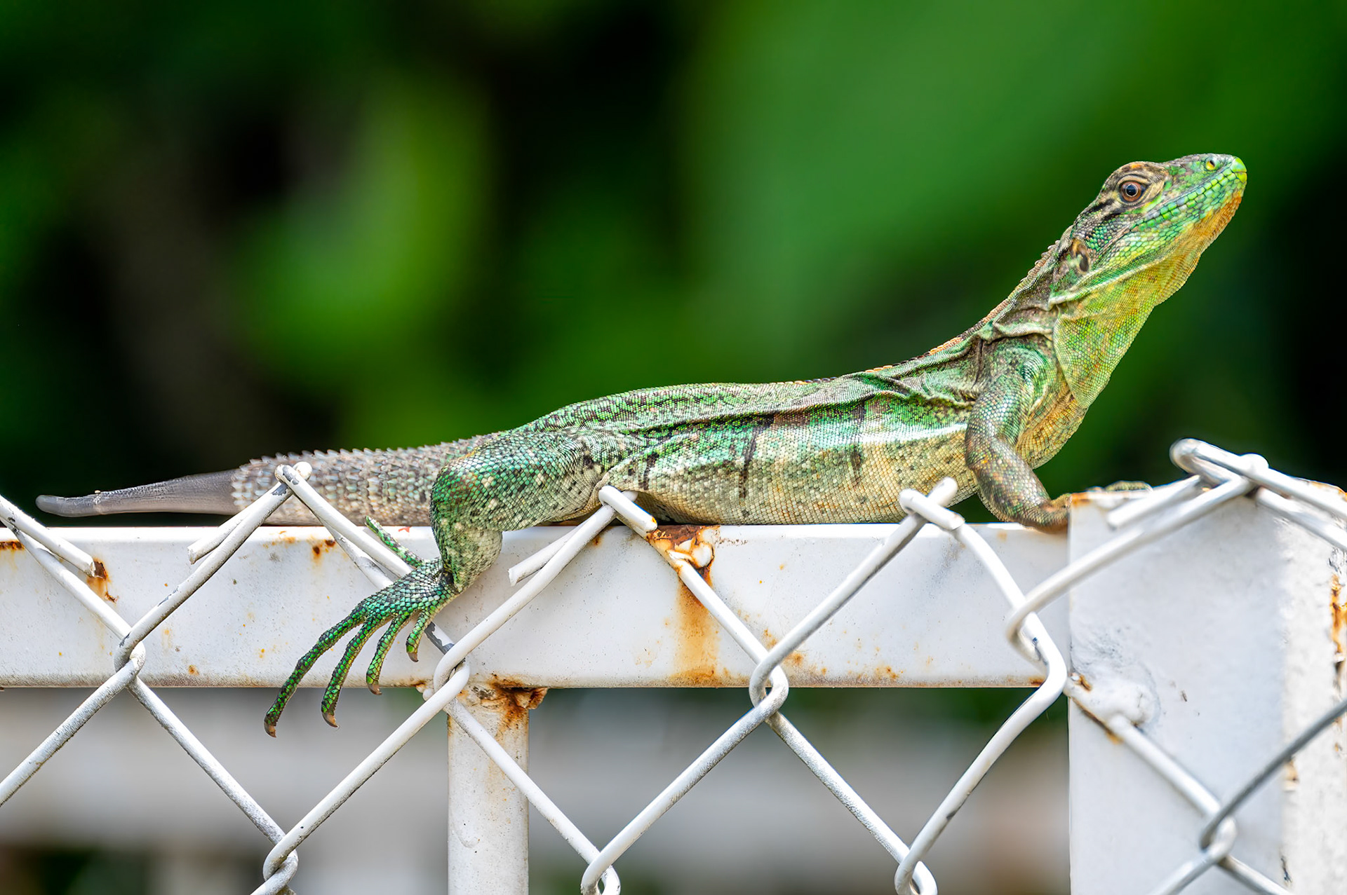 Green Iguana