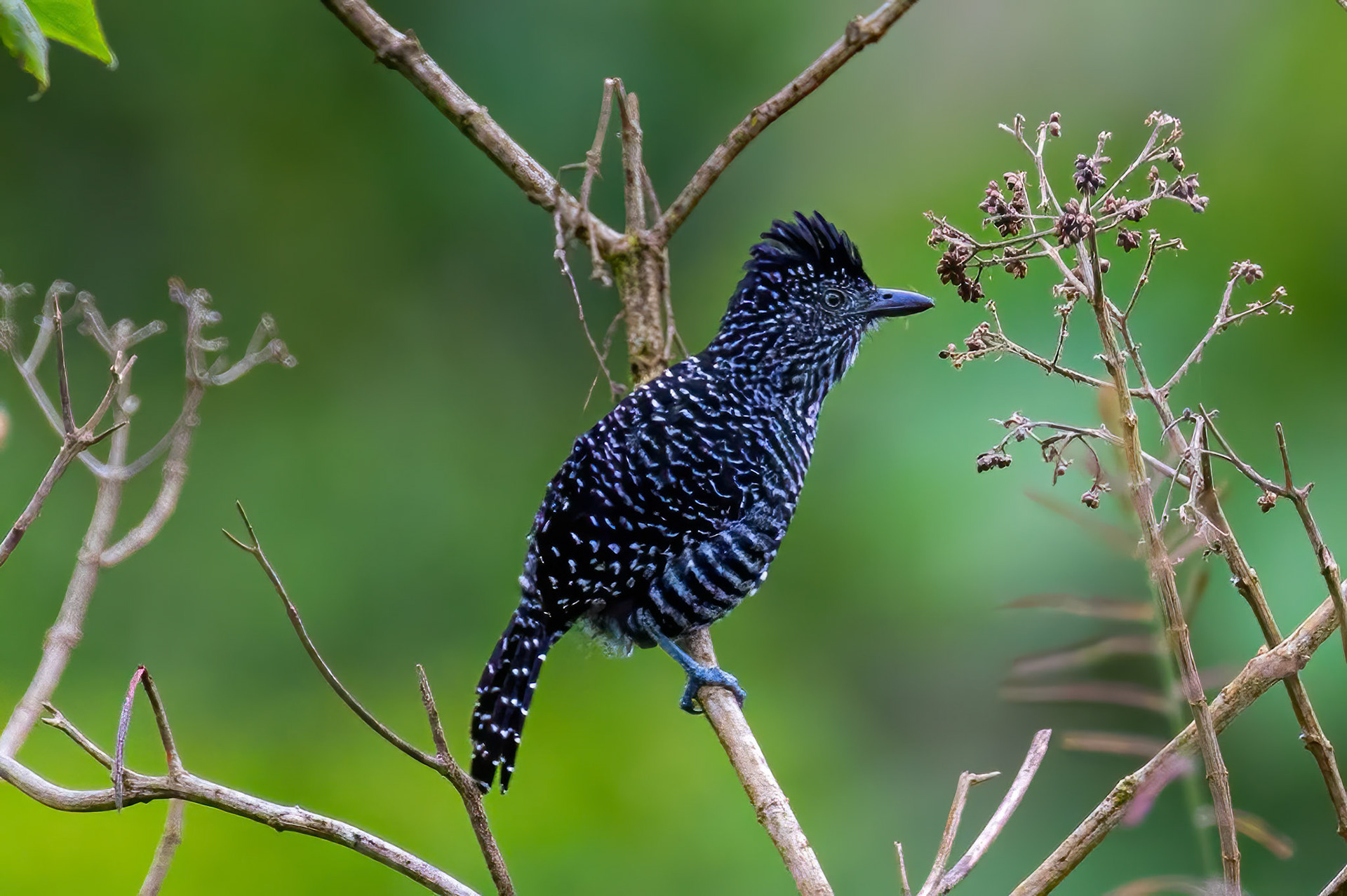Lined Antshrike