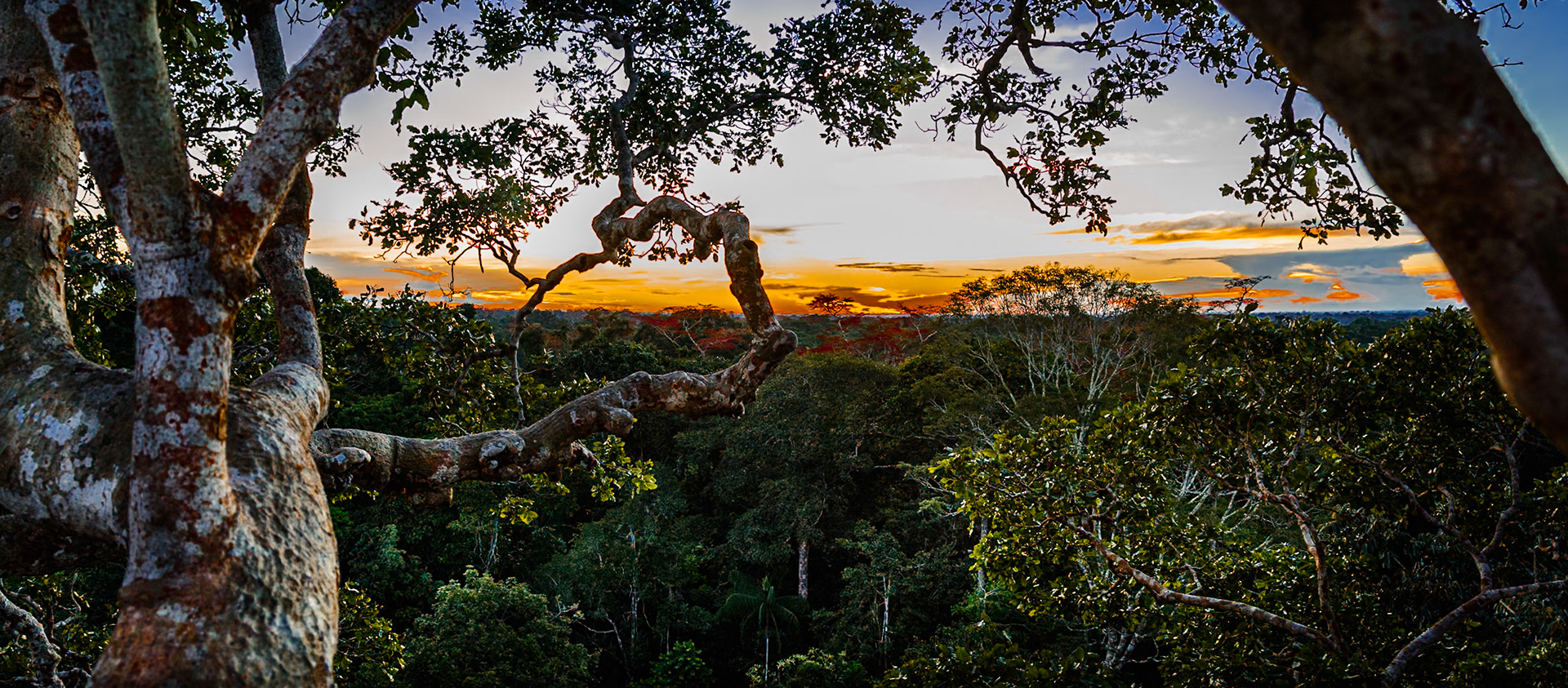 Sunset Amazon Rainforest