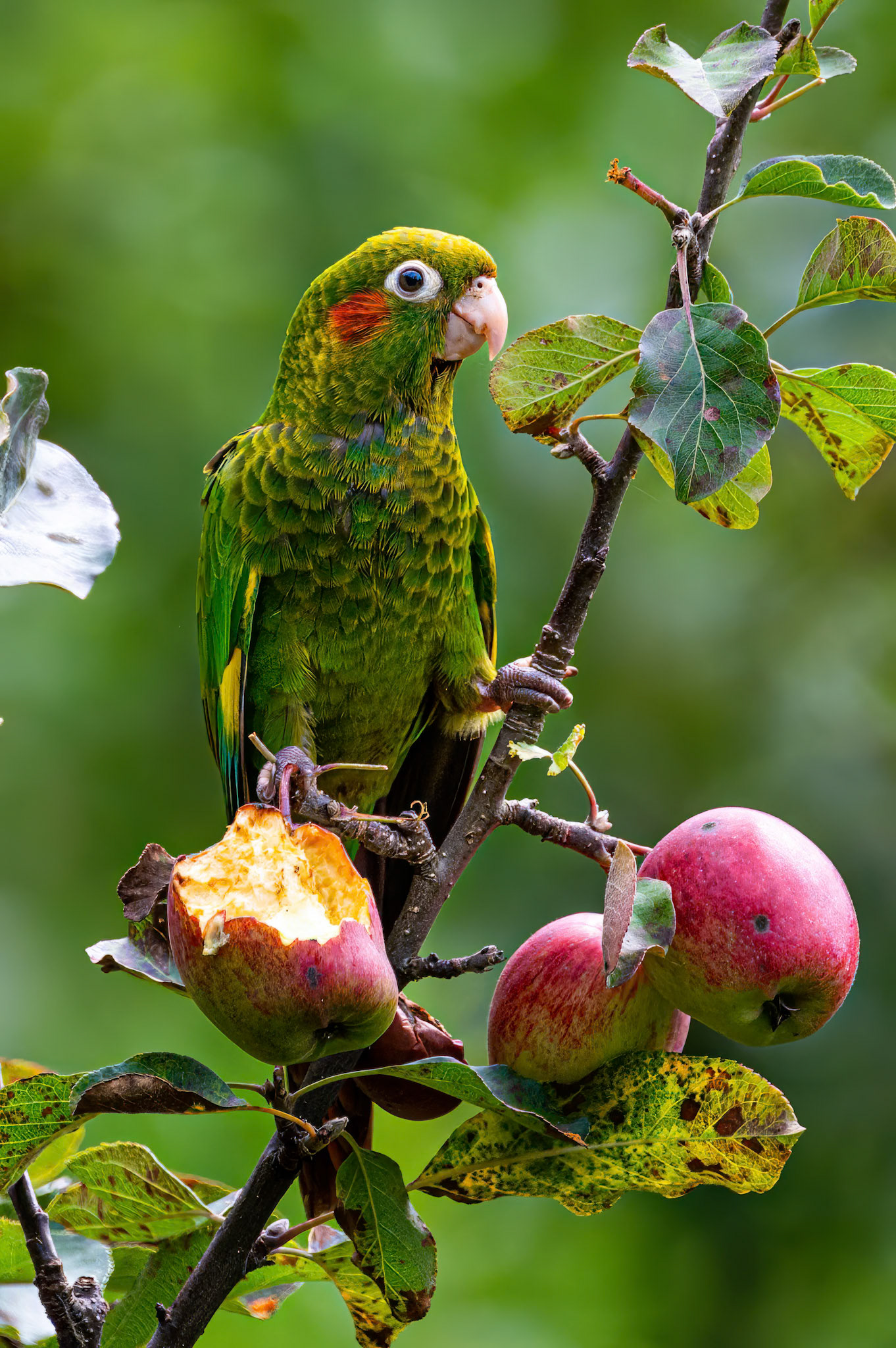 Sulphur-Winged Parakeet