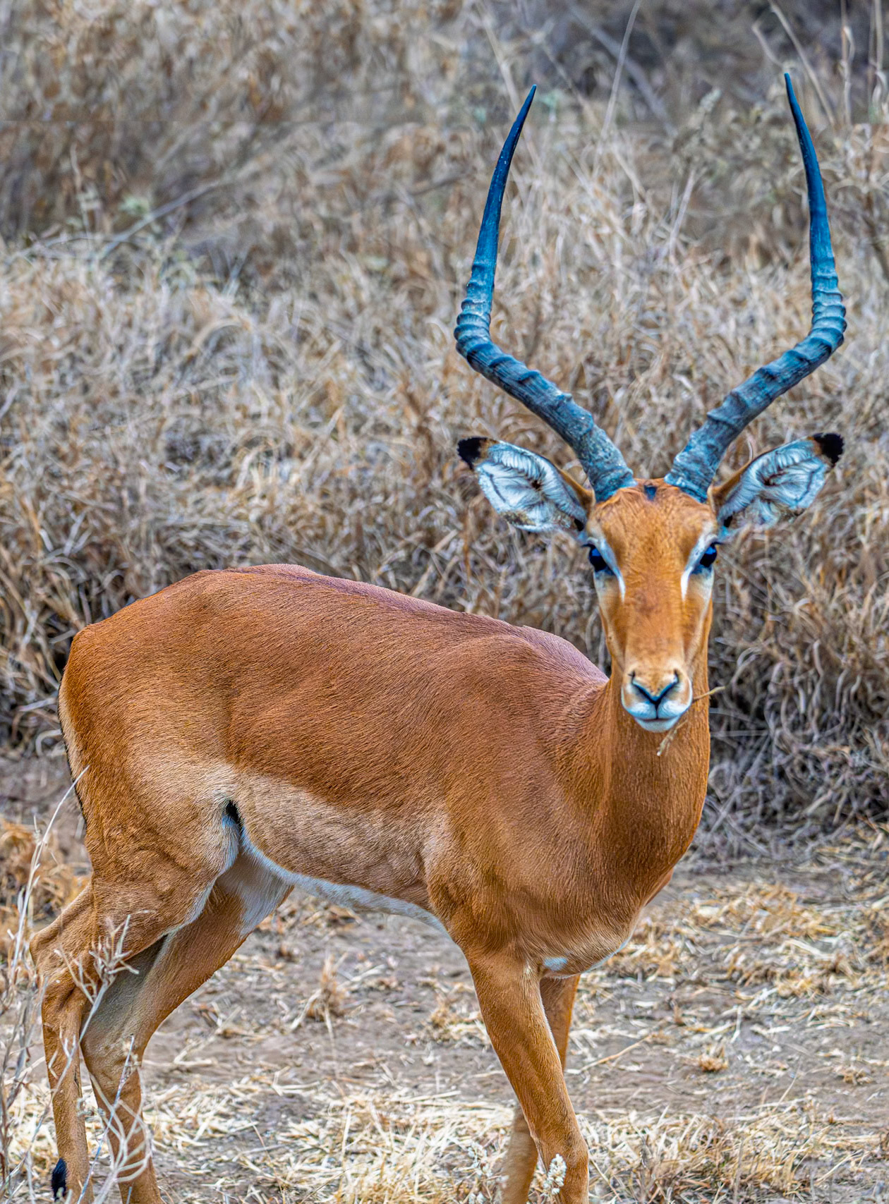 Impala
