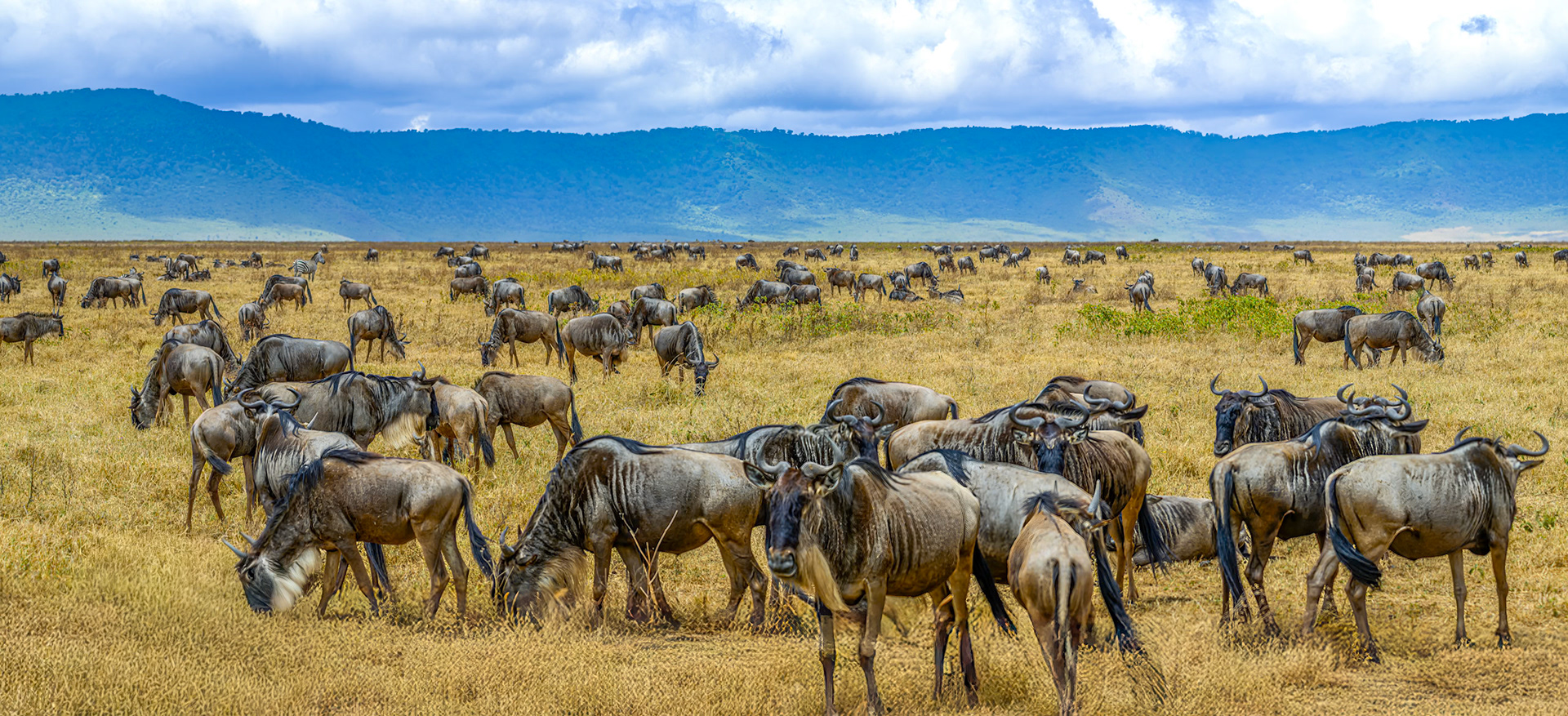 Blue Wildebeest