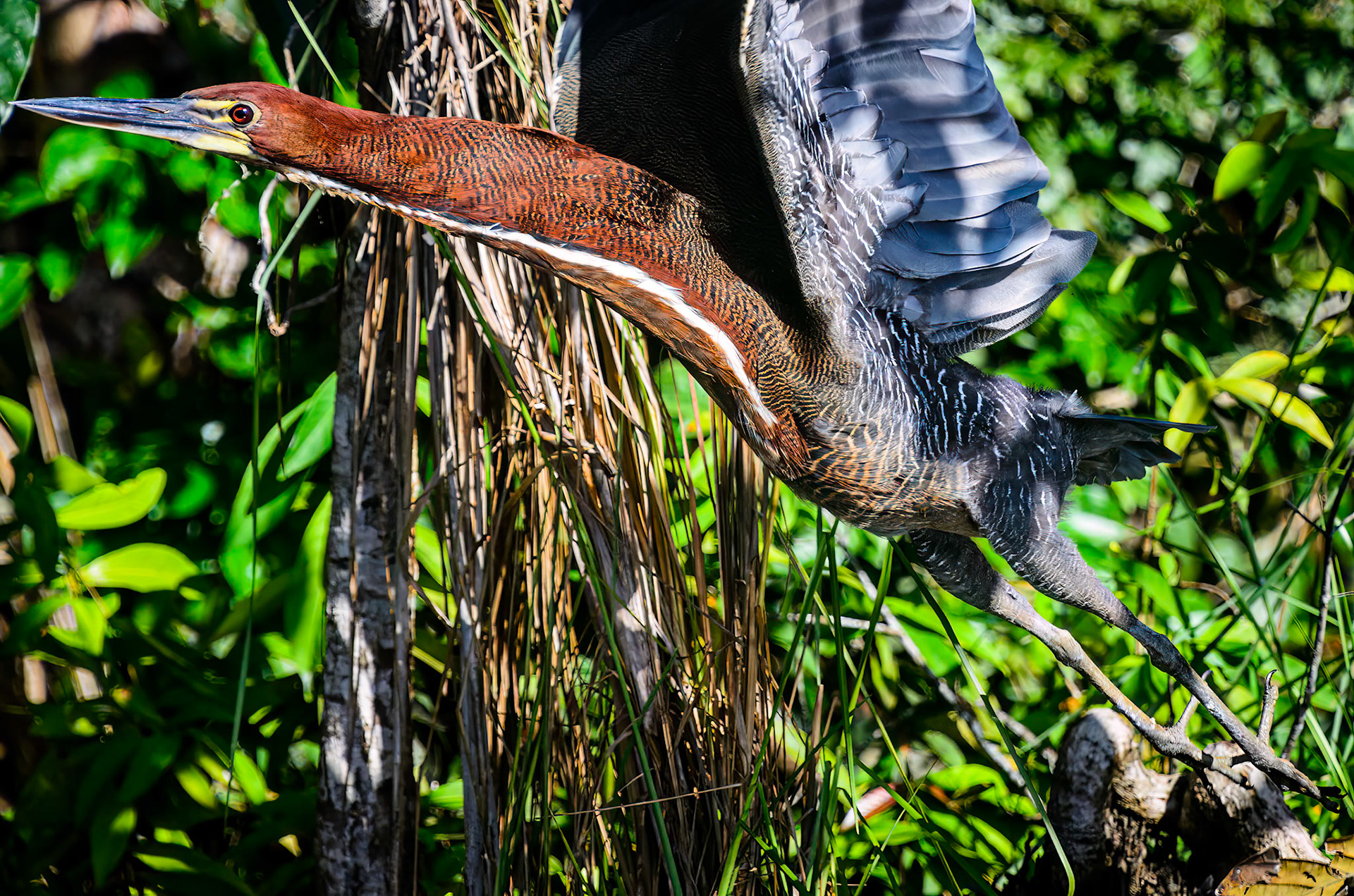 Rufescent Tiger-Heron