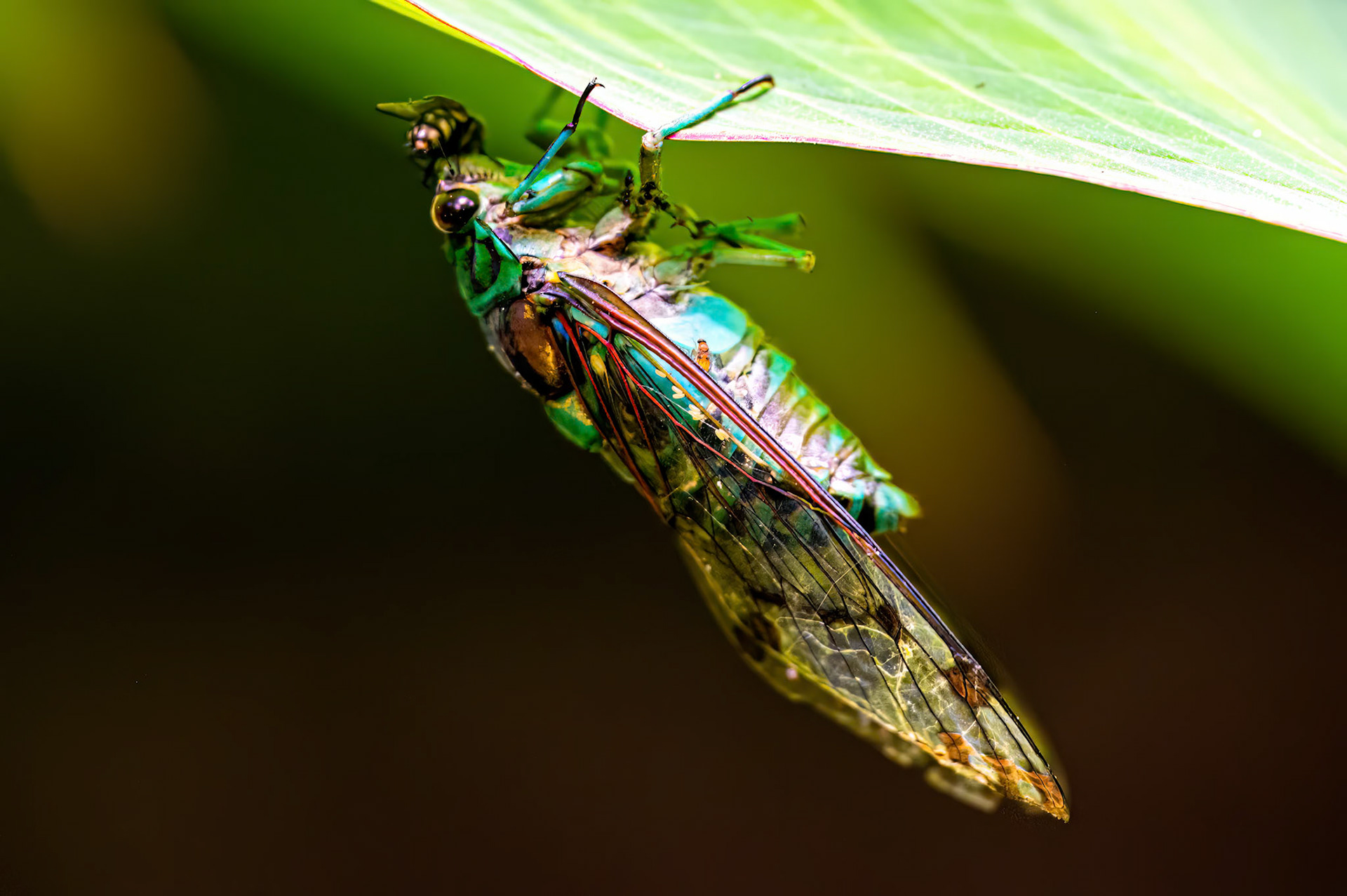 Cicada