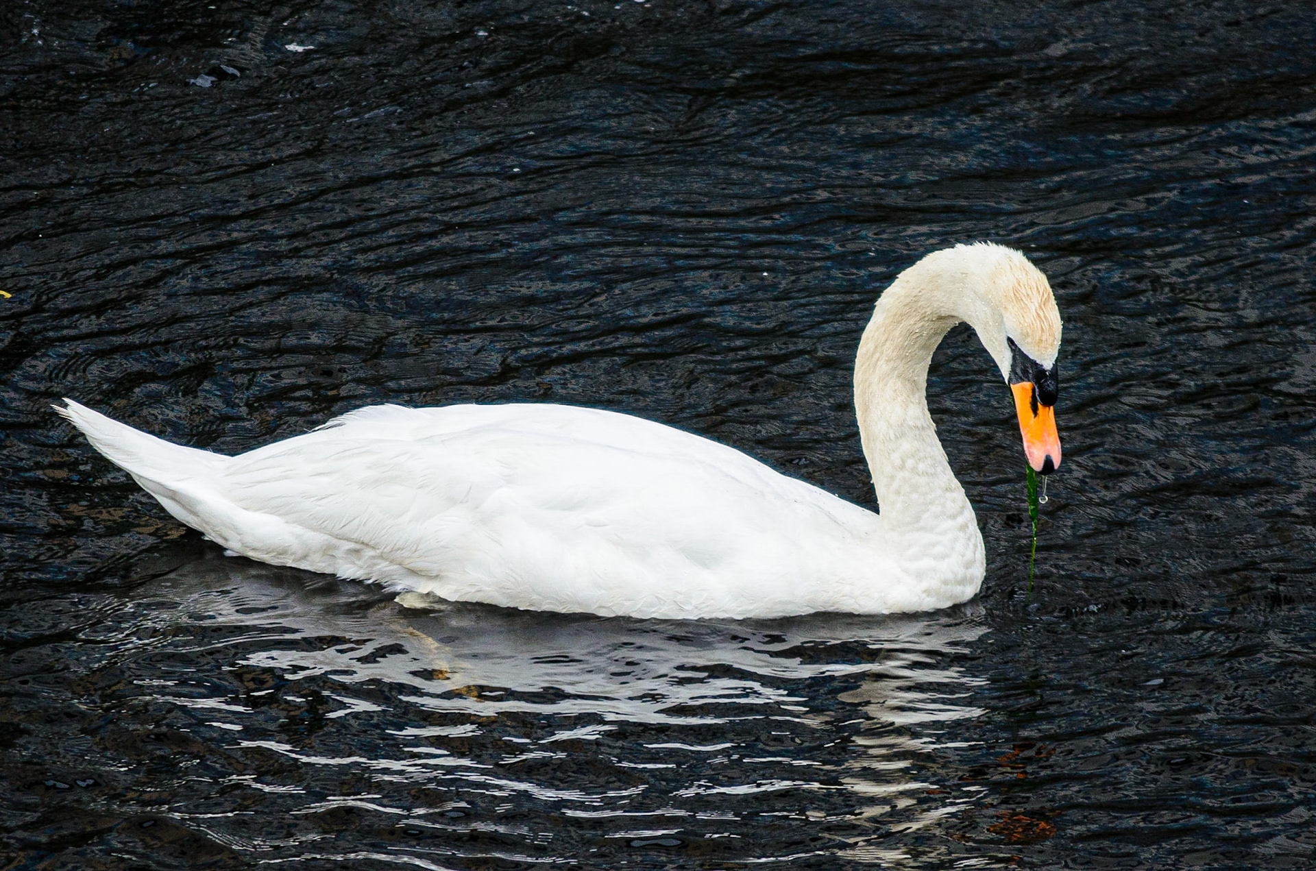 Mute Swan