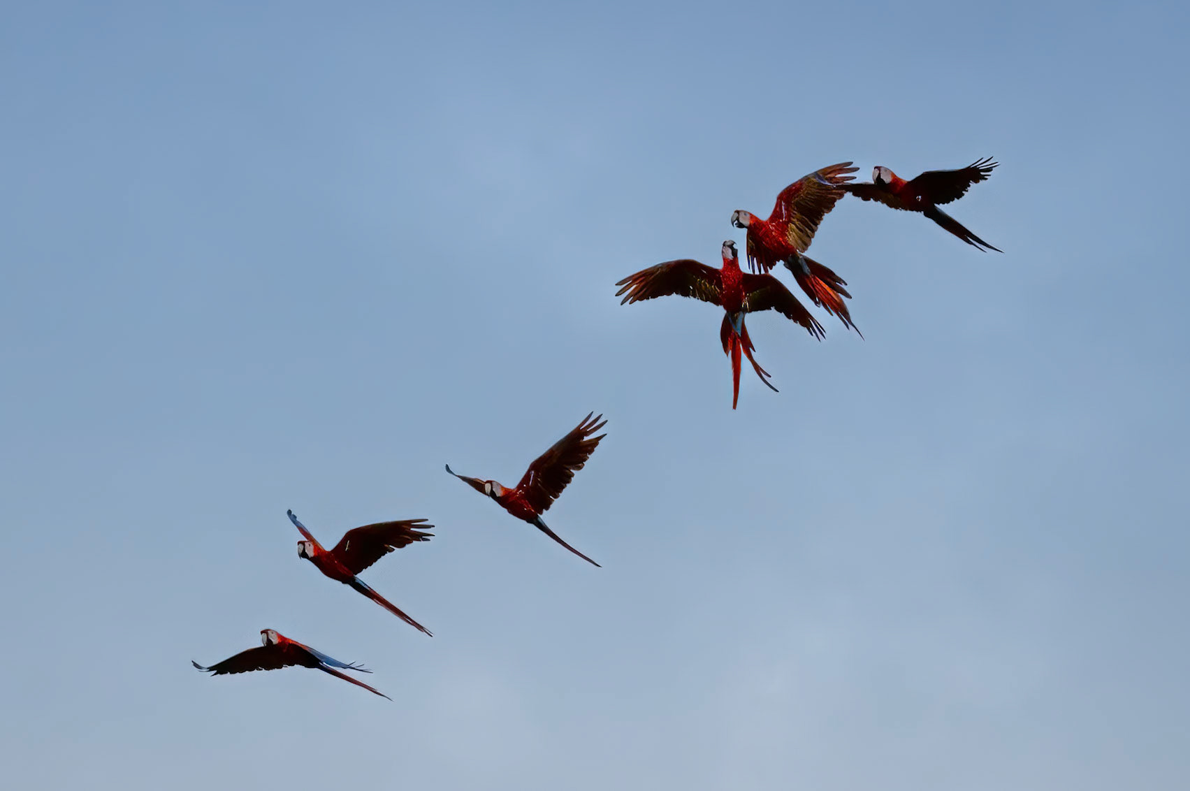 Scarlet Macaws