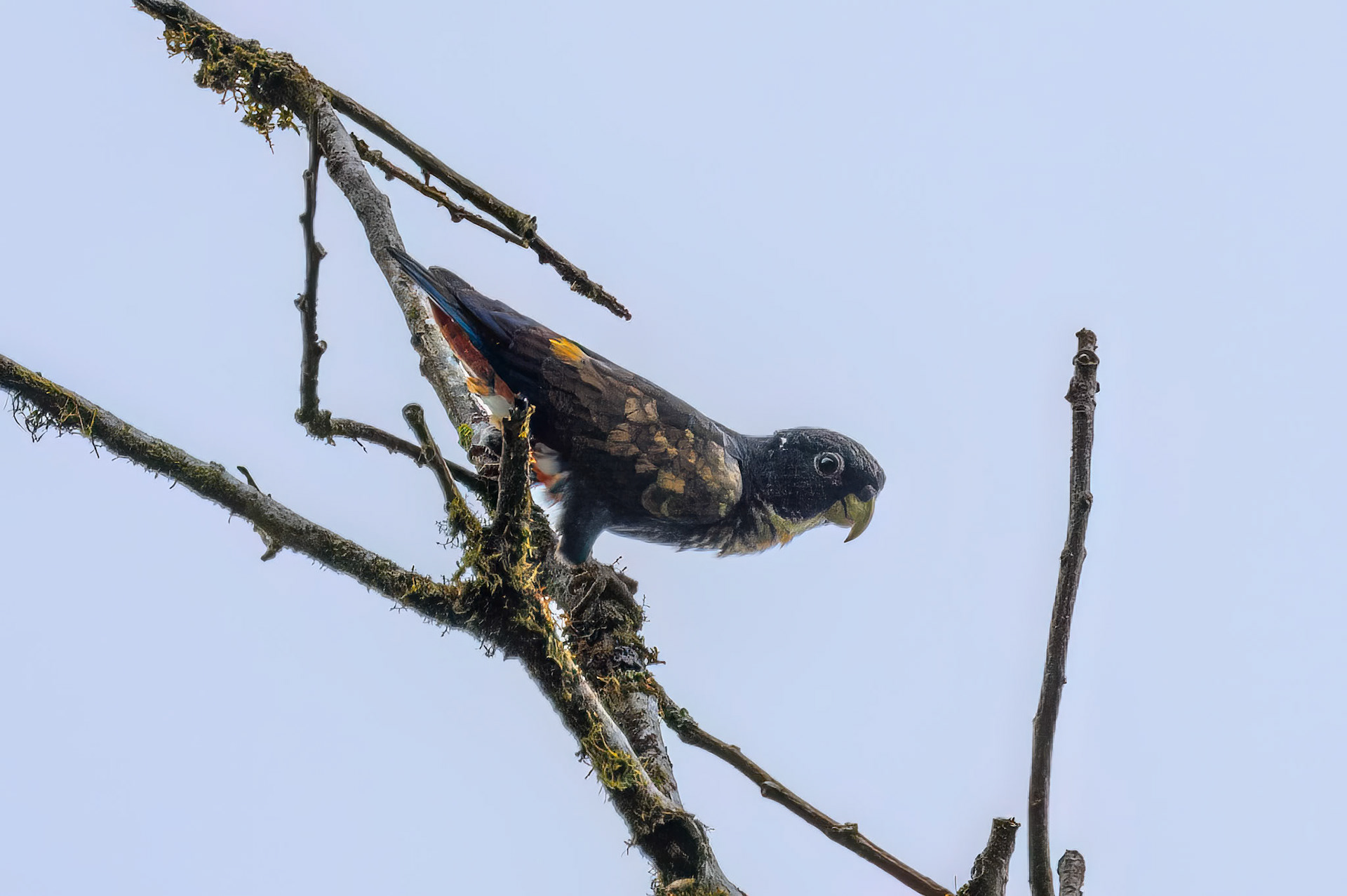 Bronze-winged Parrot