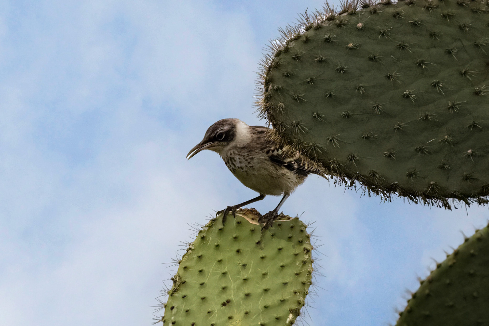 Galapagos Mockingbird