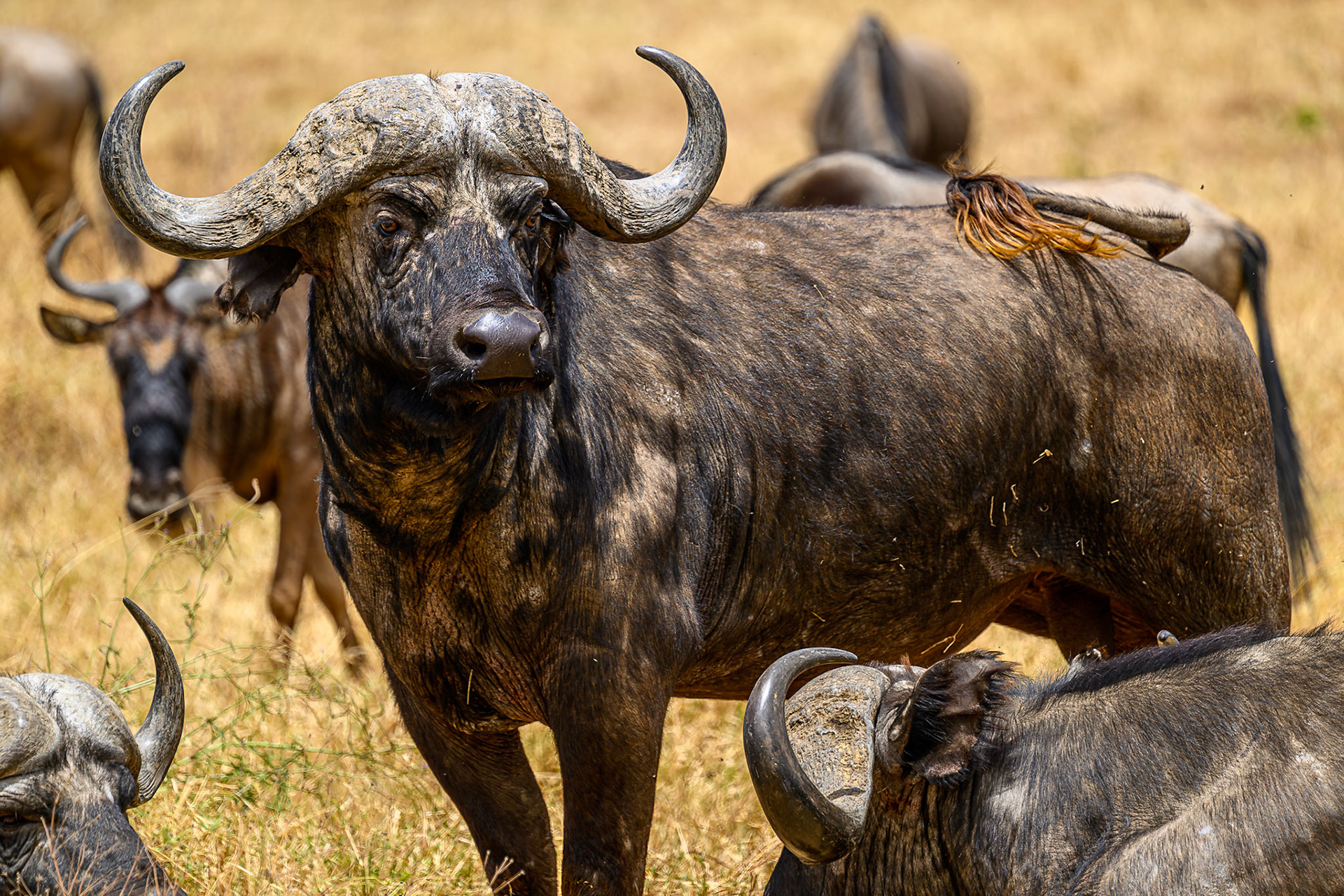 Cape Buffalo
