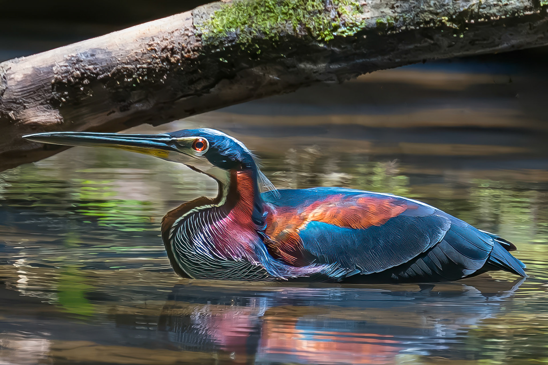 Agami Heron