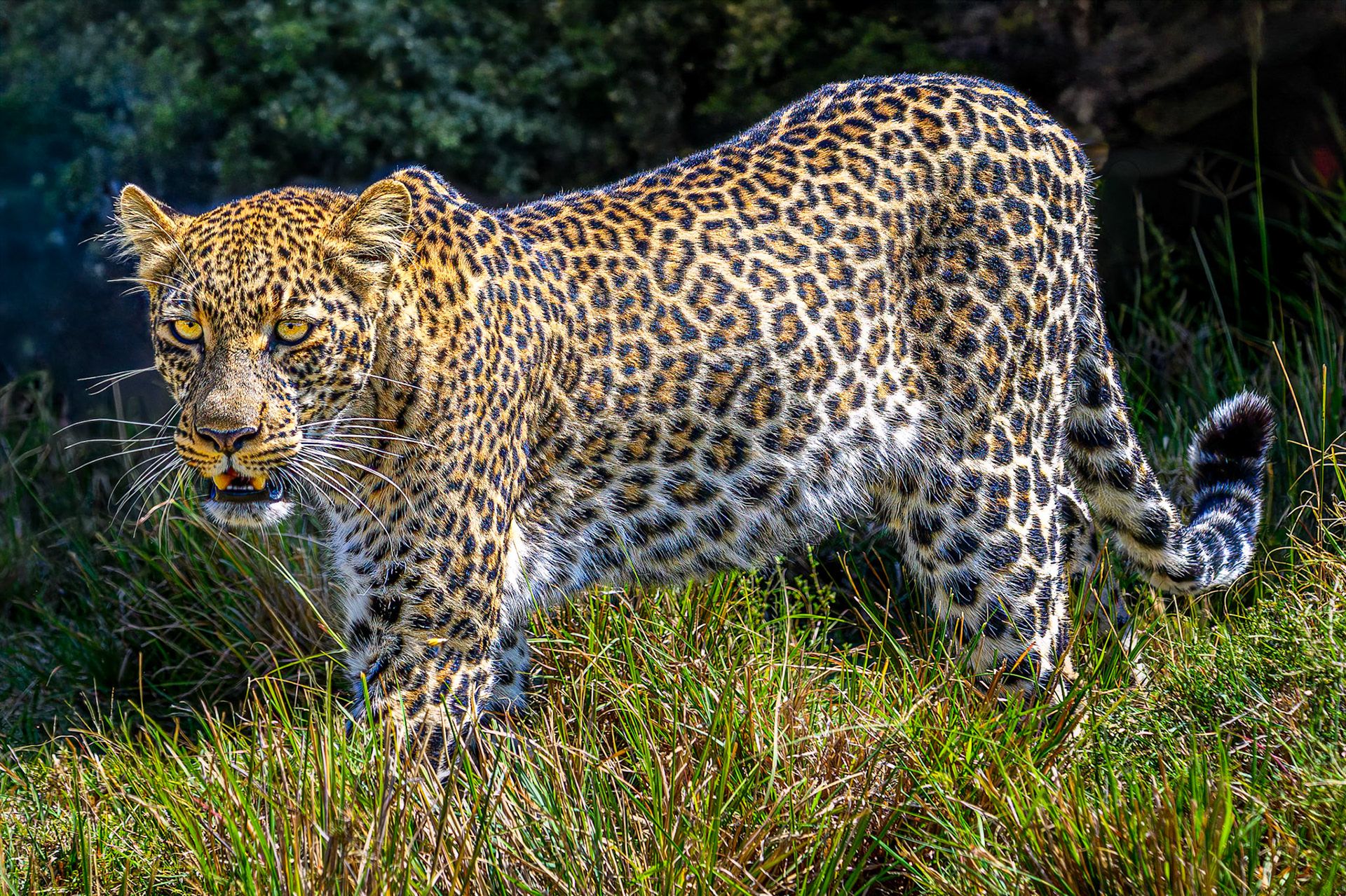 Leopard
