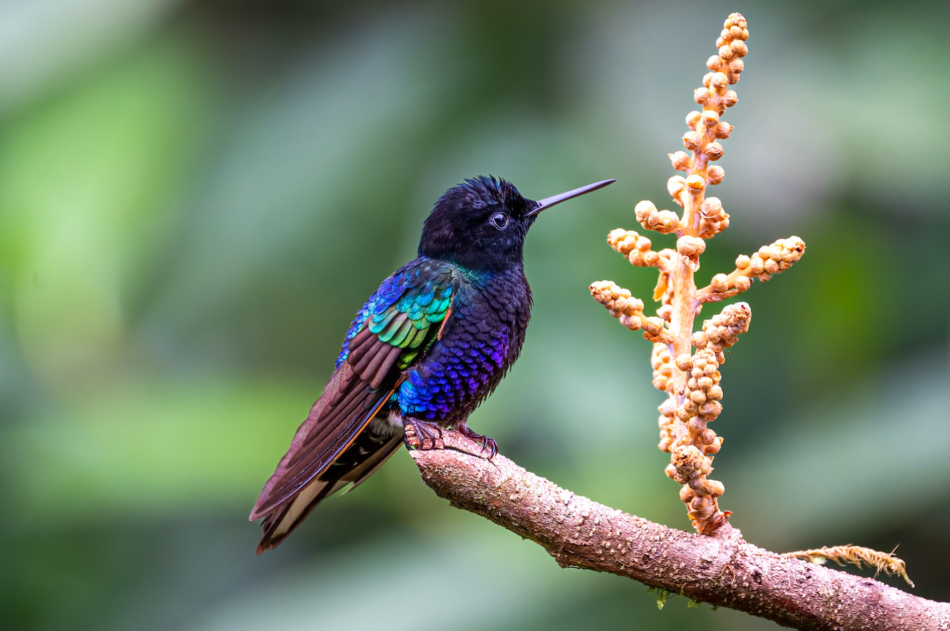 Velvet-purple Coronet