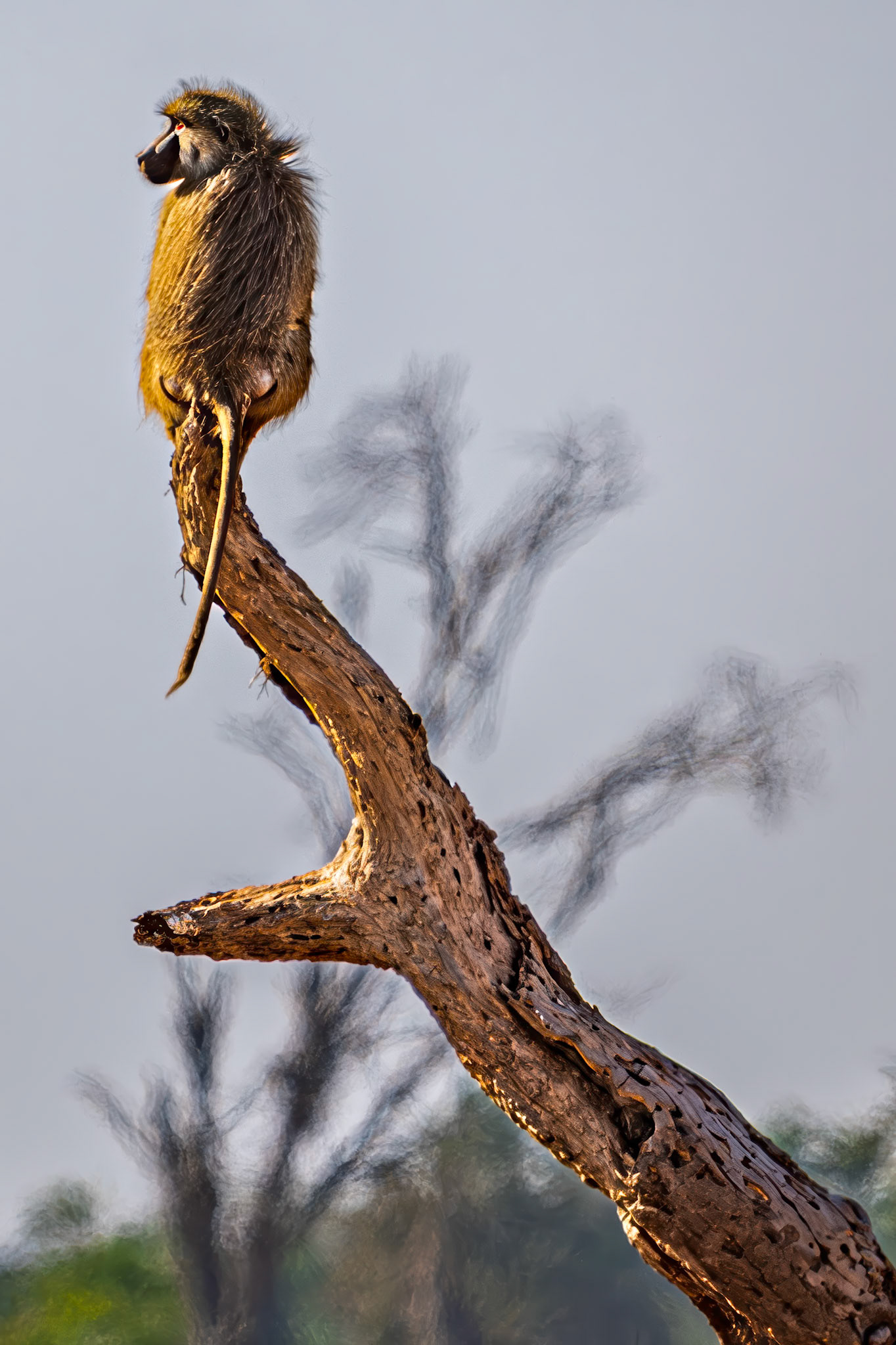The Lookout