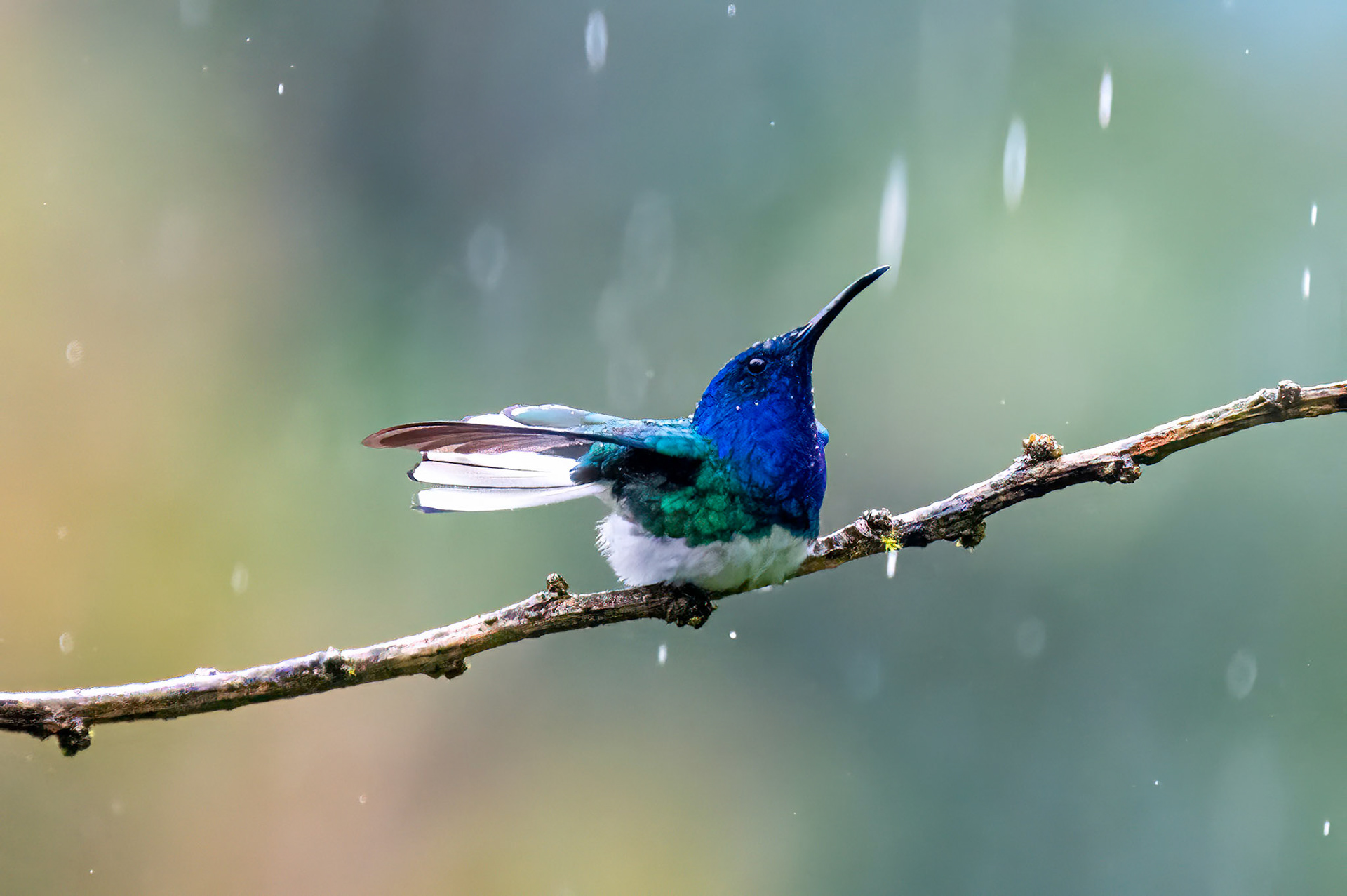 White-necked Jacobin