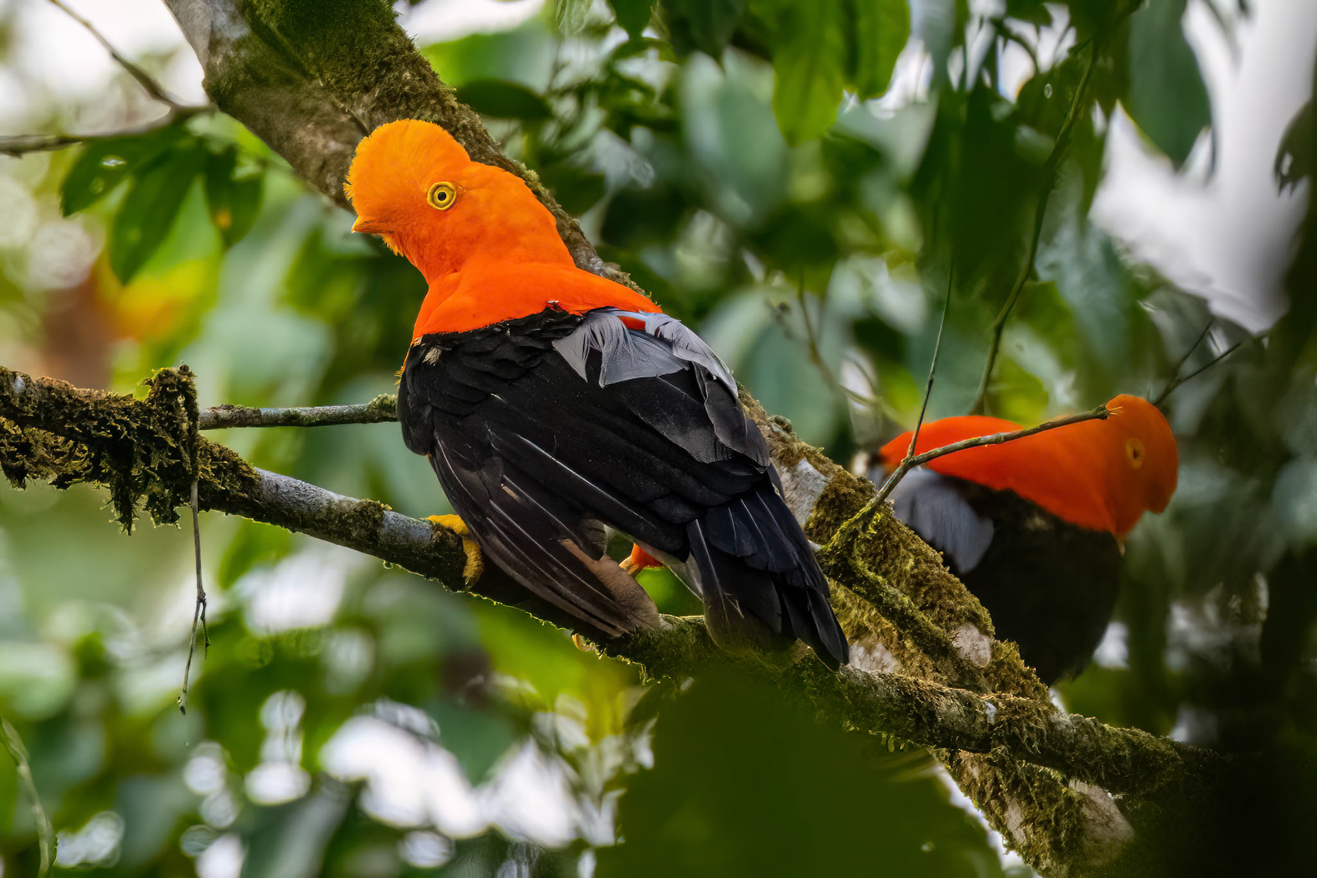 Andean Cock-of-the-rock