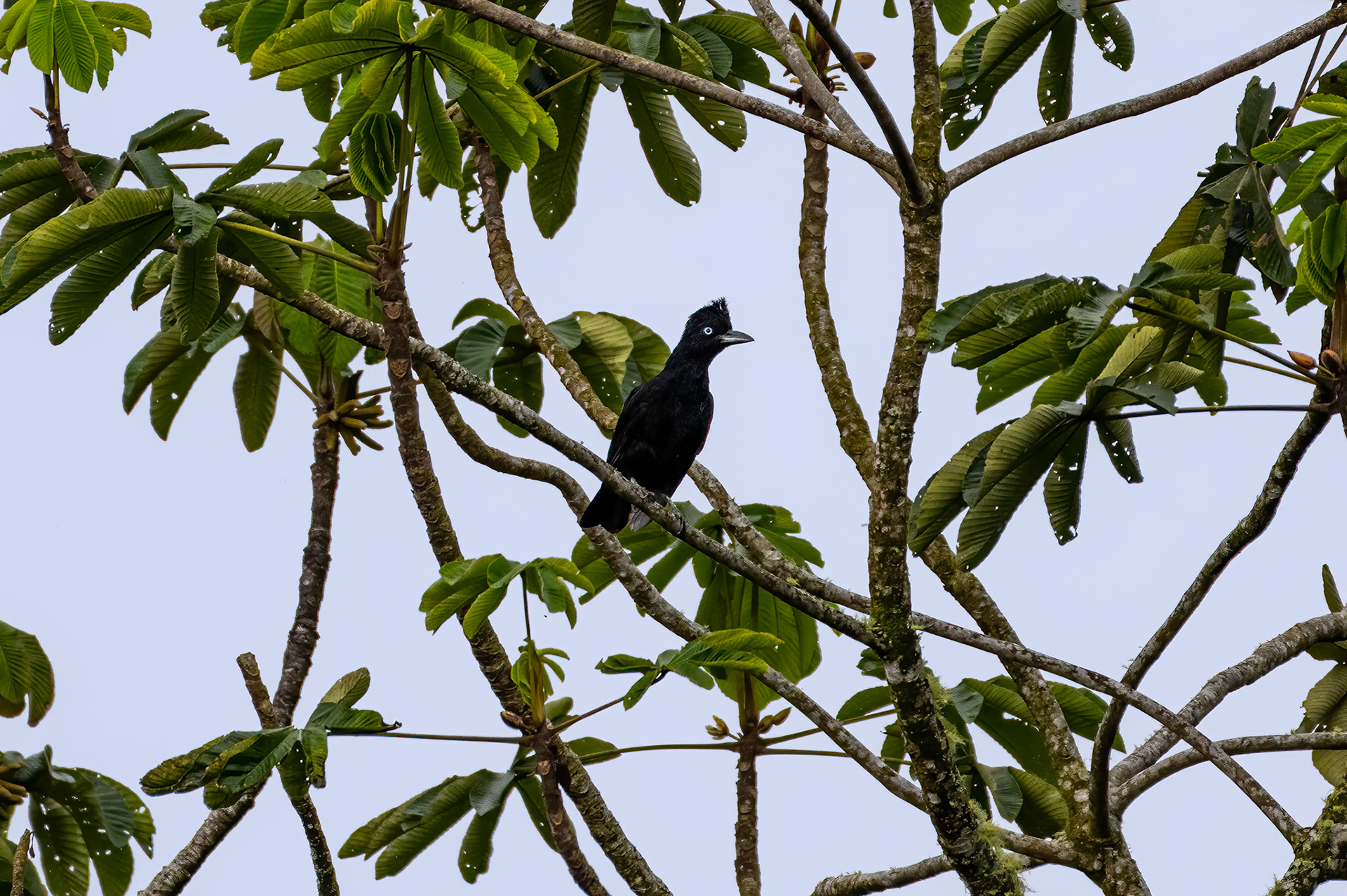 Amazonian Umbrellabird