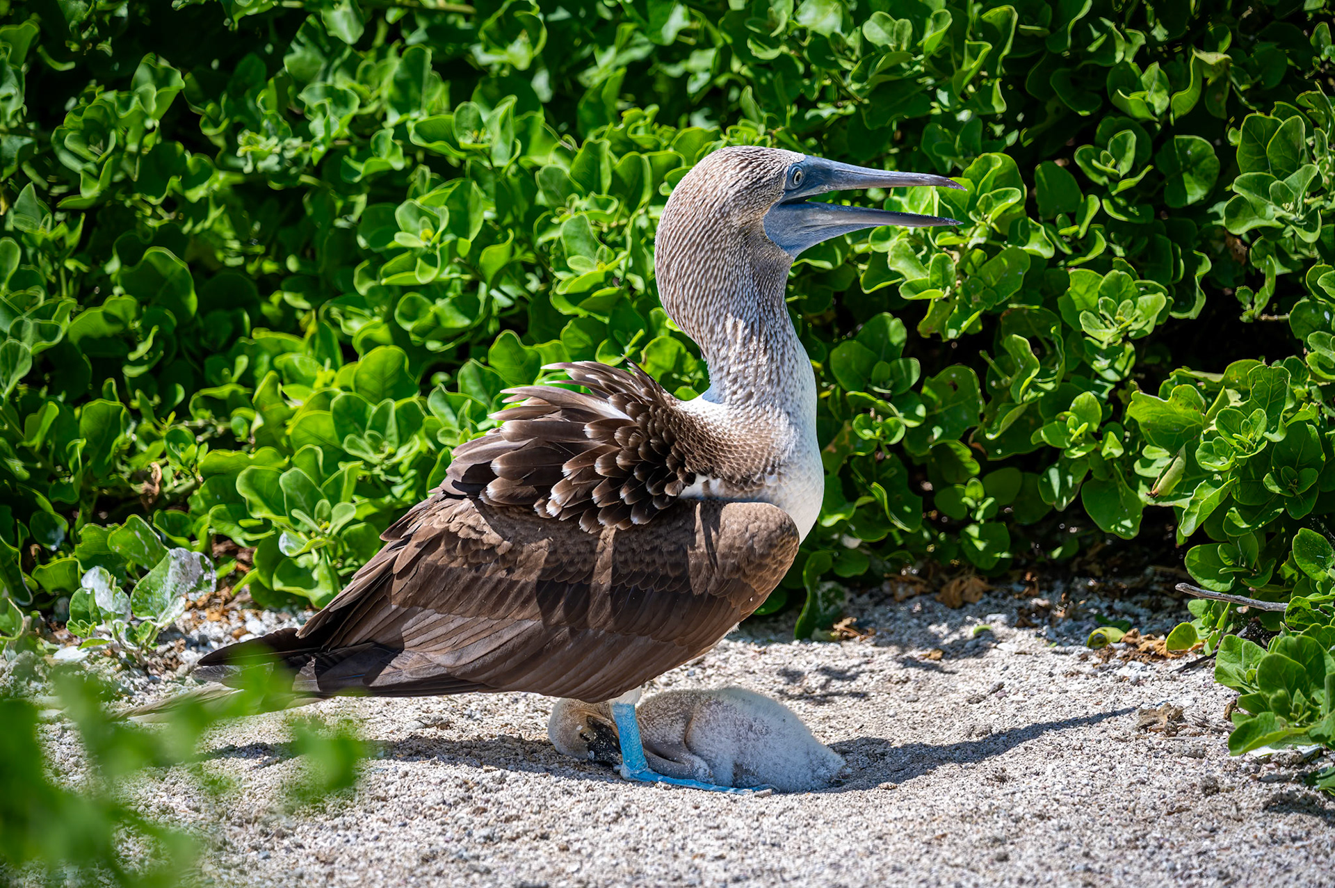 Blue-footed Booby with young chick