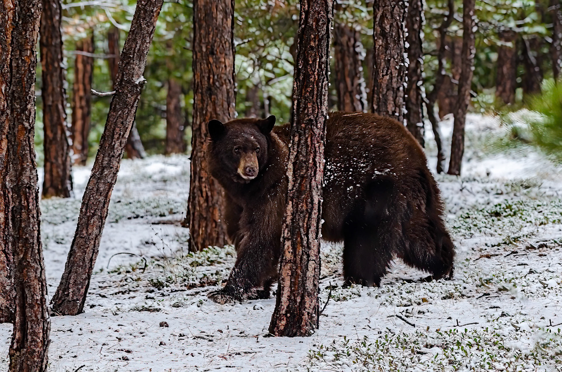 Black Bear