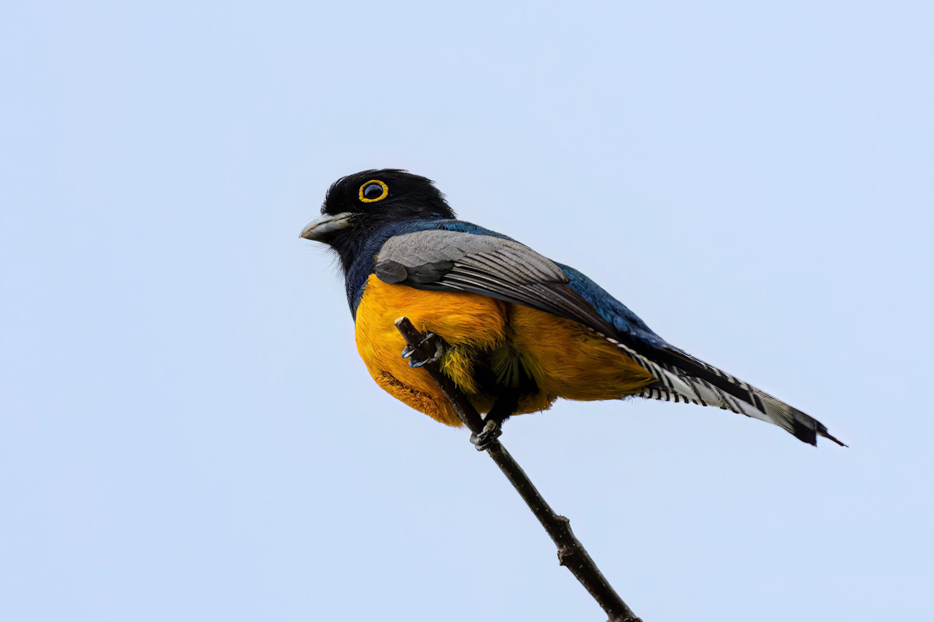 Gartered Violaceous Trogon