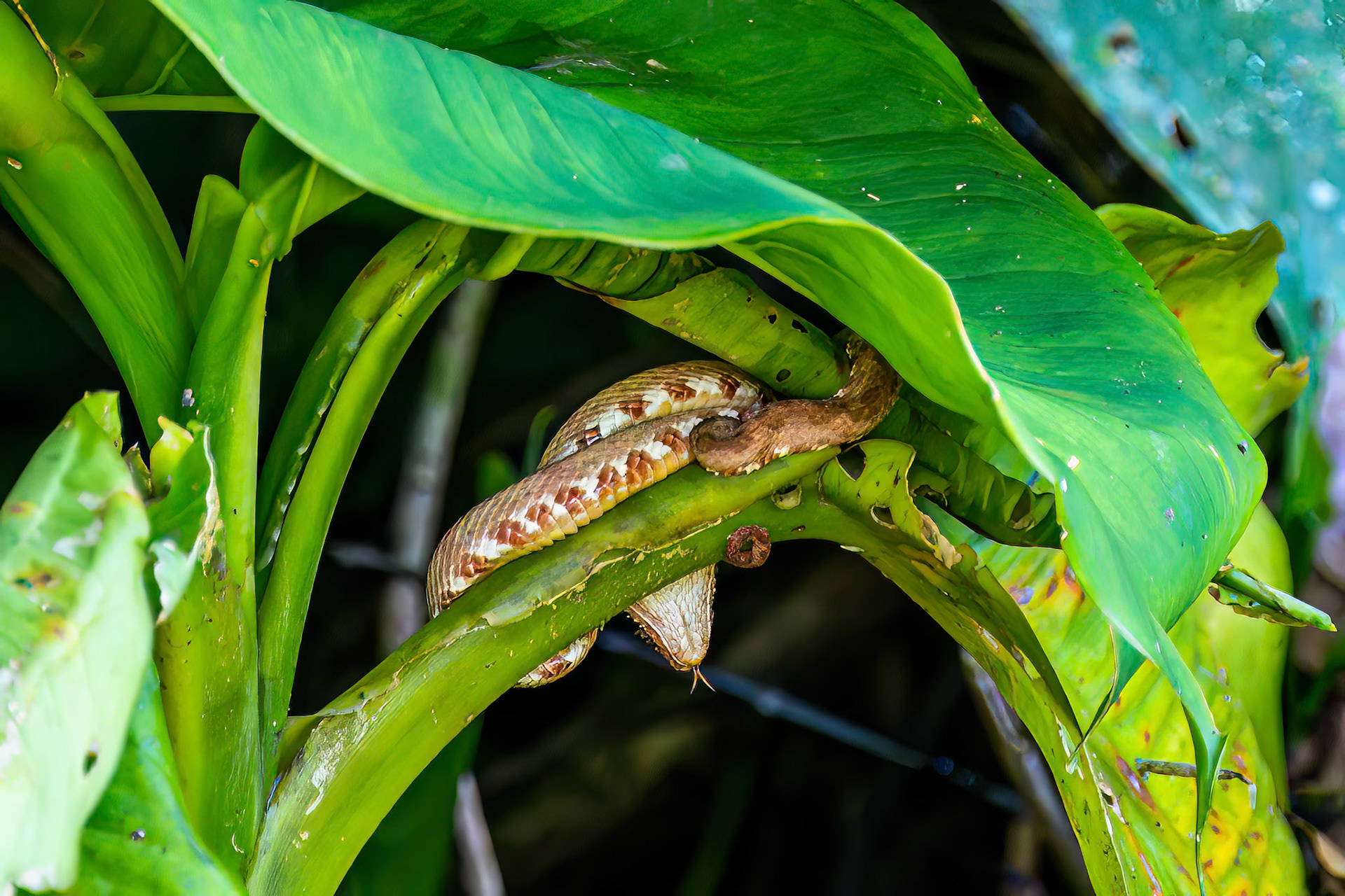 Eyelash Viper