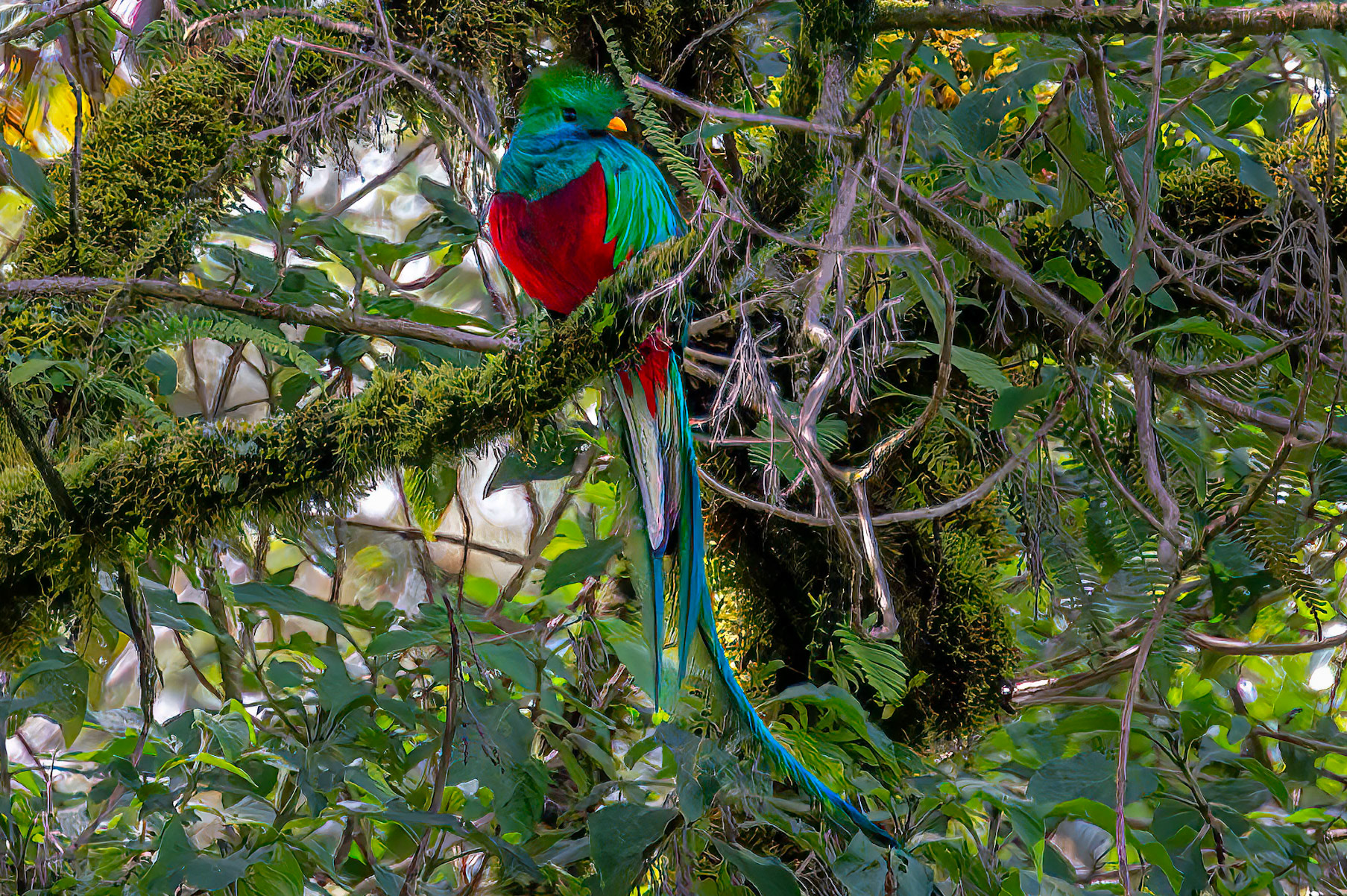 Resplendent Quetzal