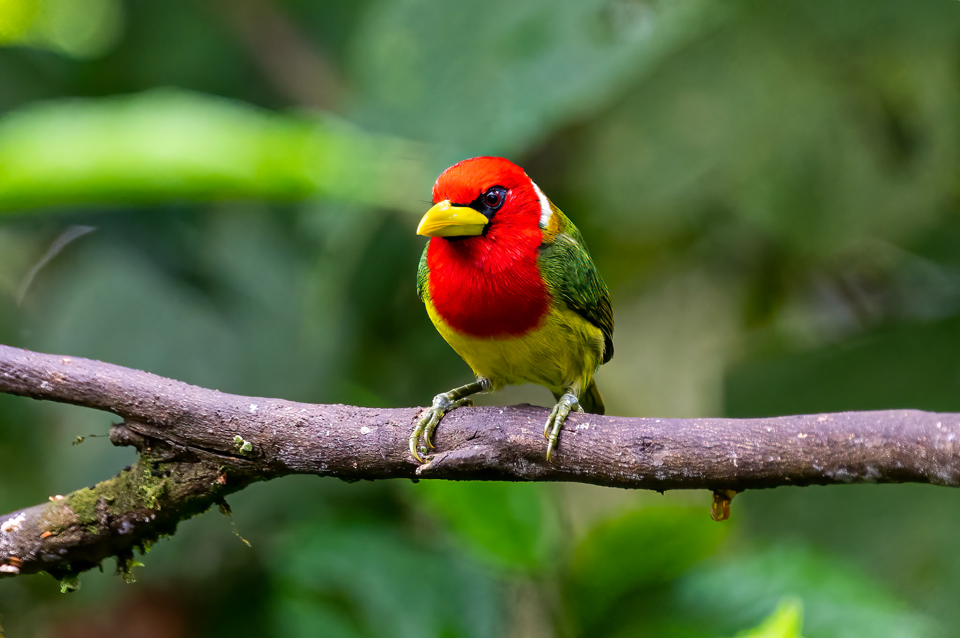 Red-headed Barbet