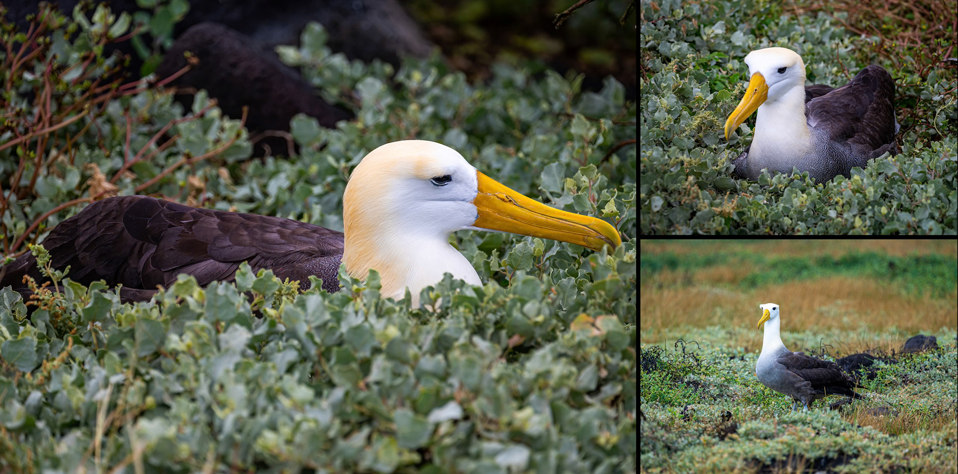 Waved Albatross (aka Galapagos Albatross) - Return yearly to Espanola Island to breed.